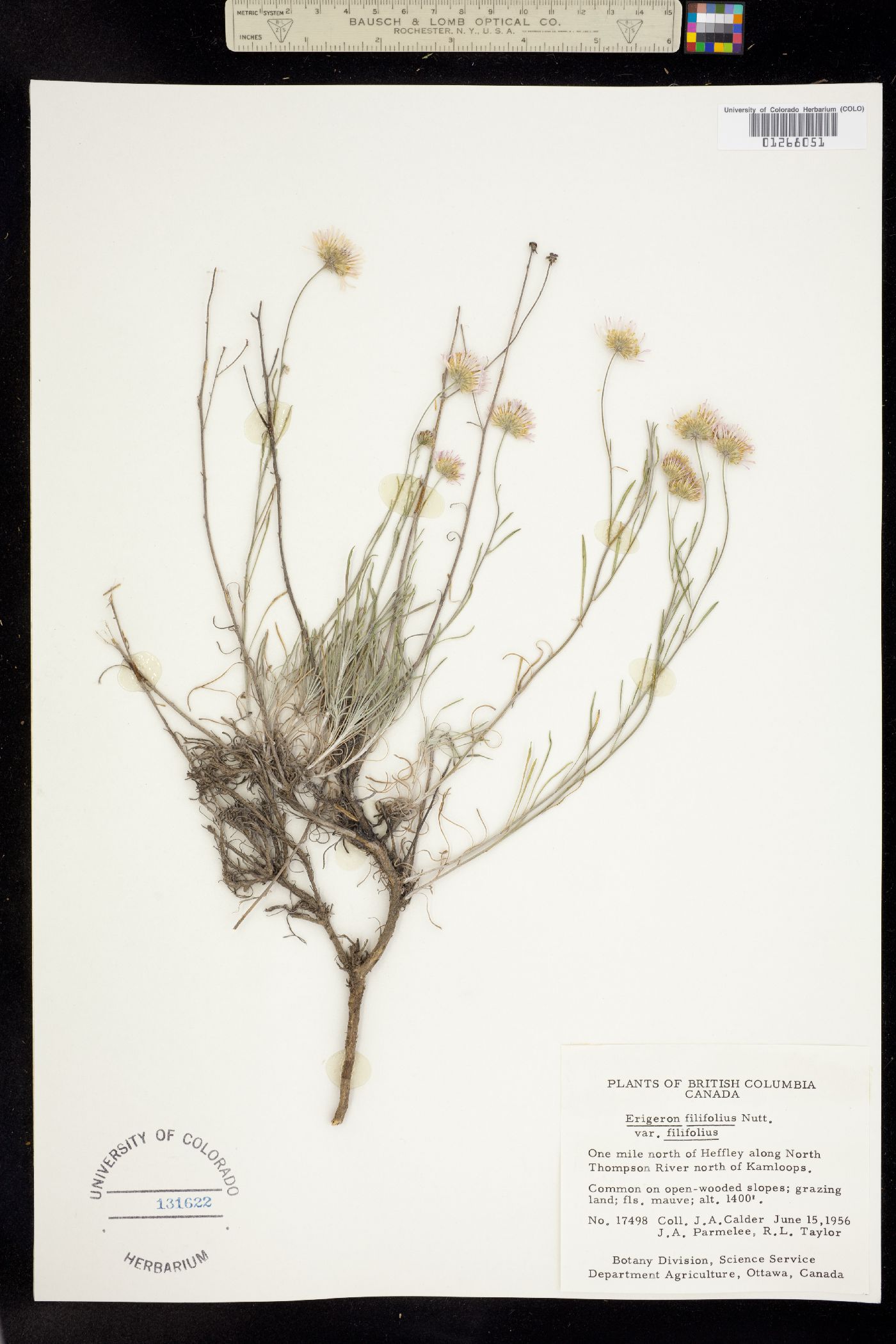 Erigeron filifolius image