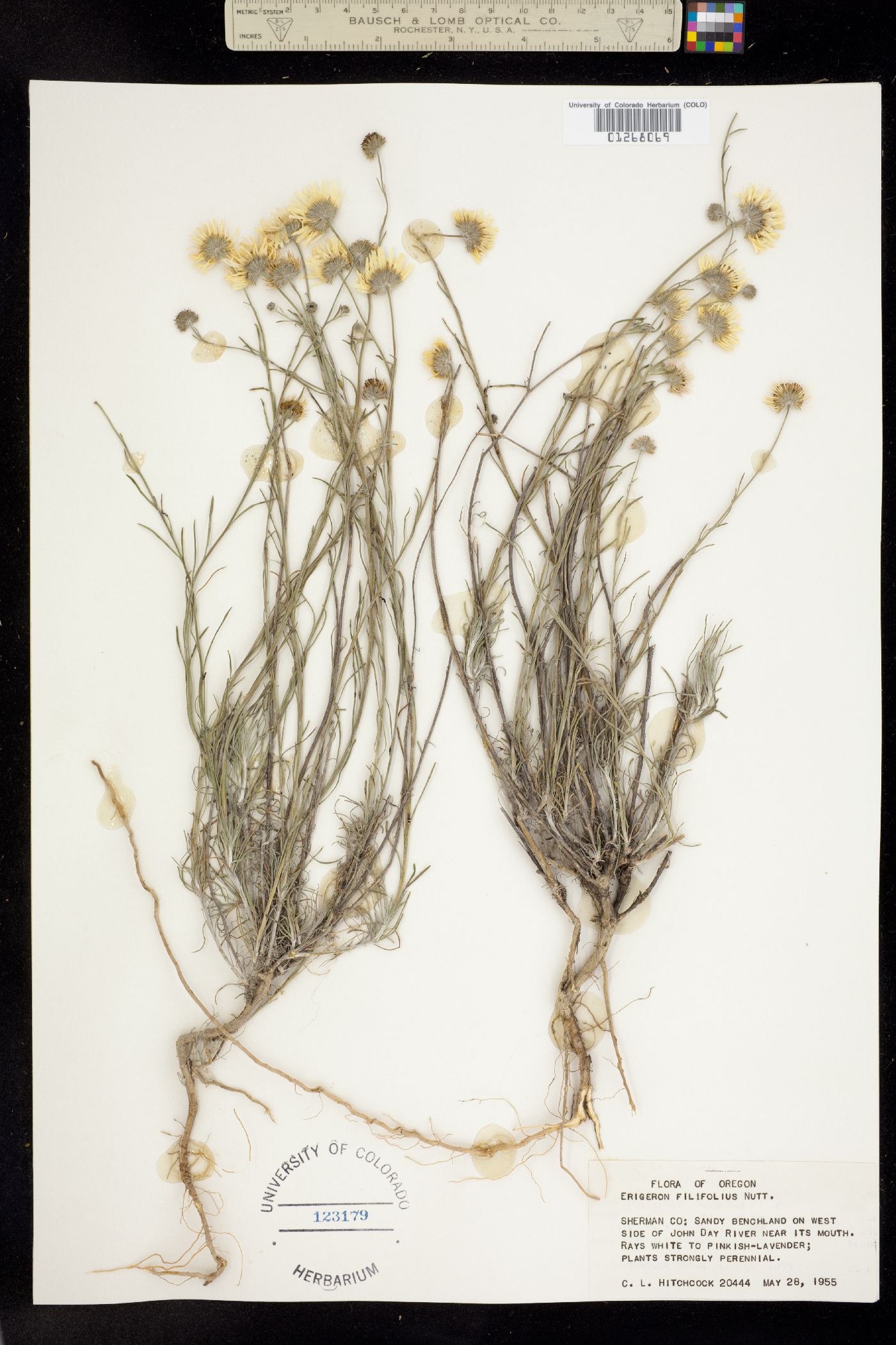 Erigeron filifolius image