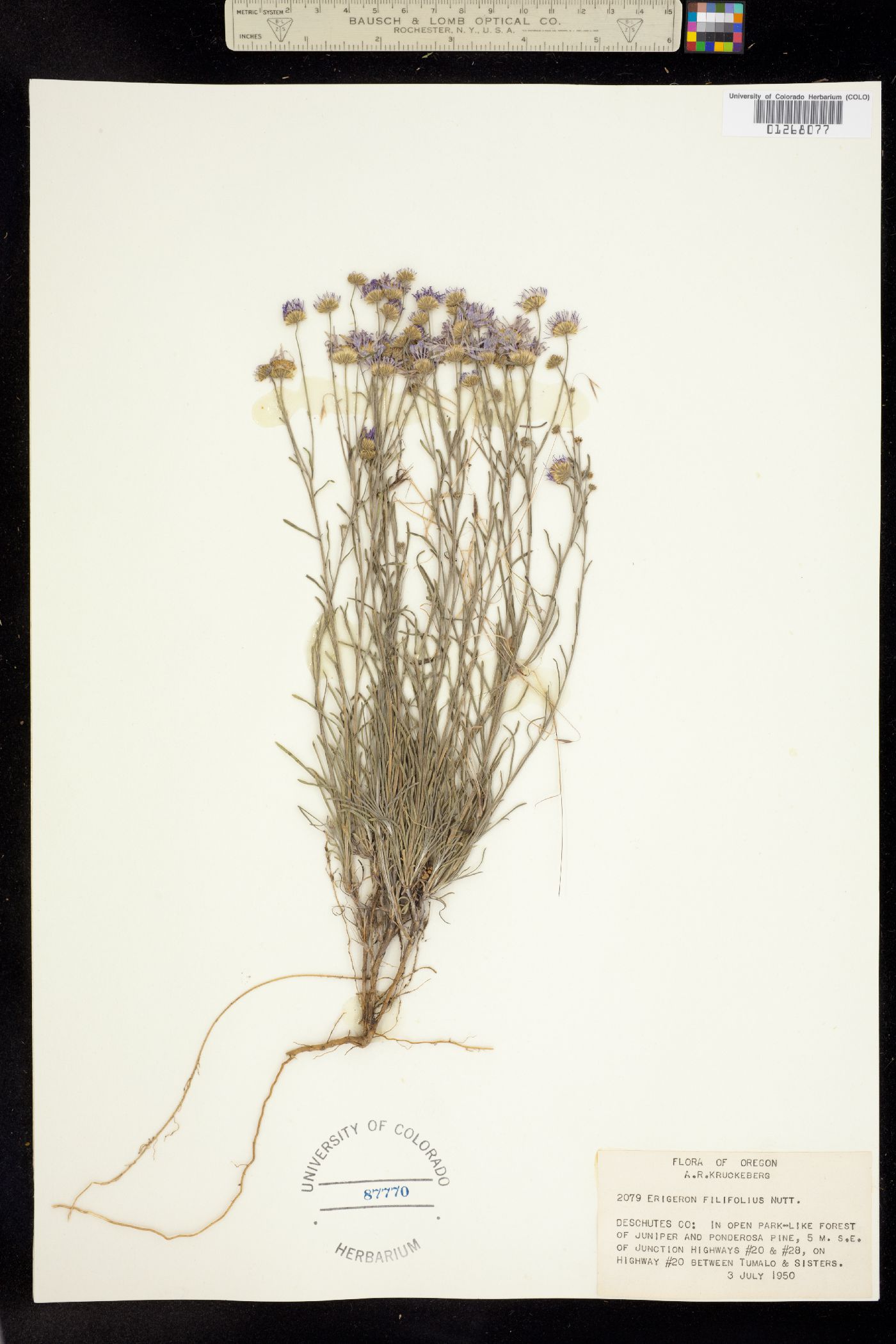 Erigeron filifolius image