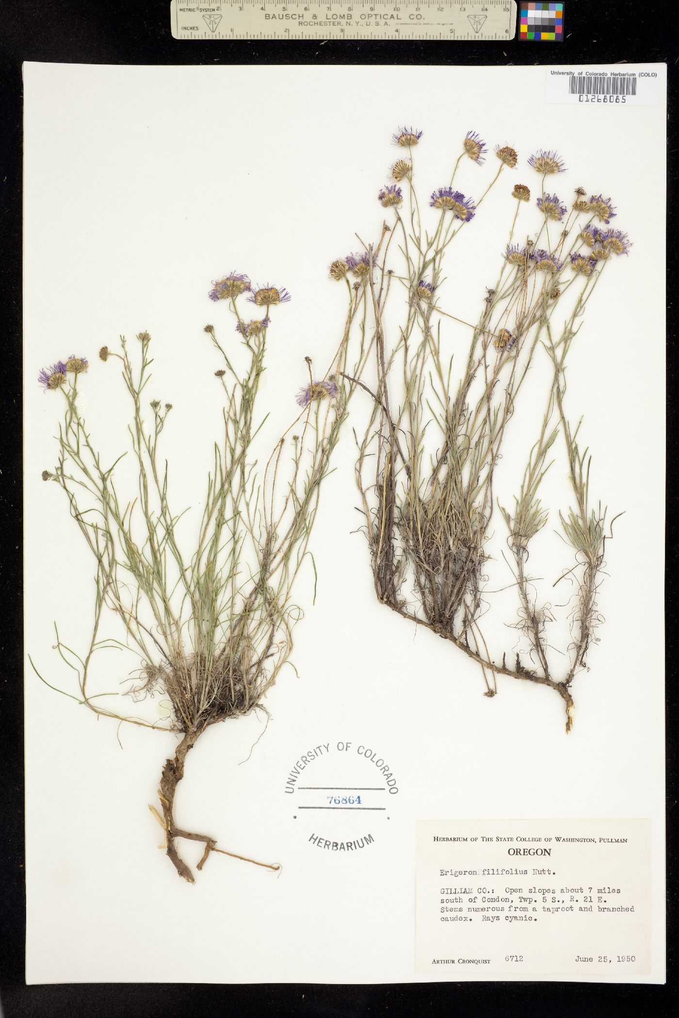 Erigeron filifolius image