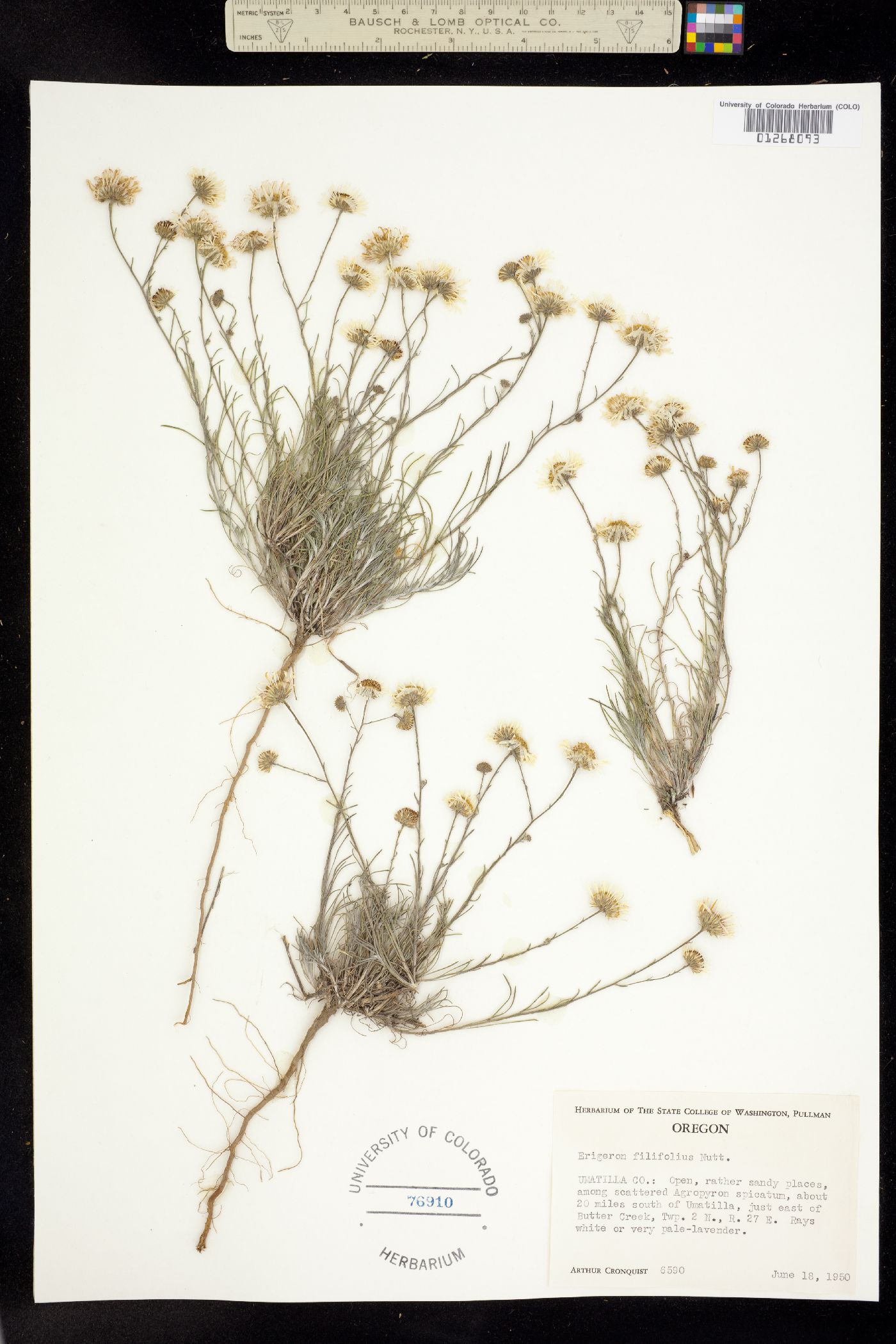 Erigeron filifolius image