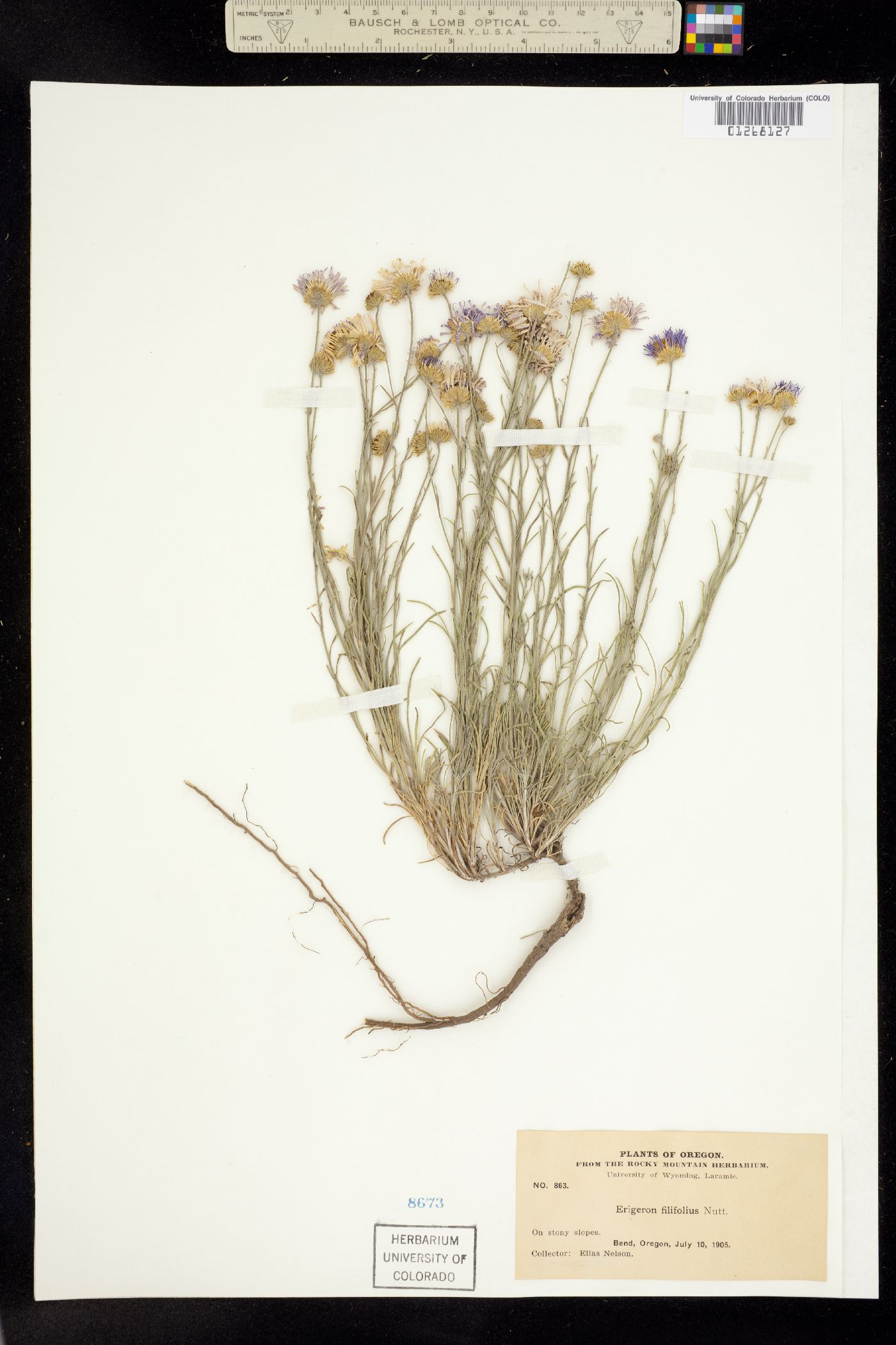 Erigeron filifolius image