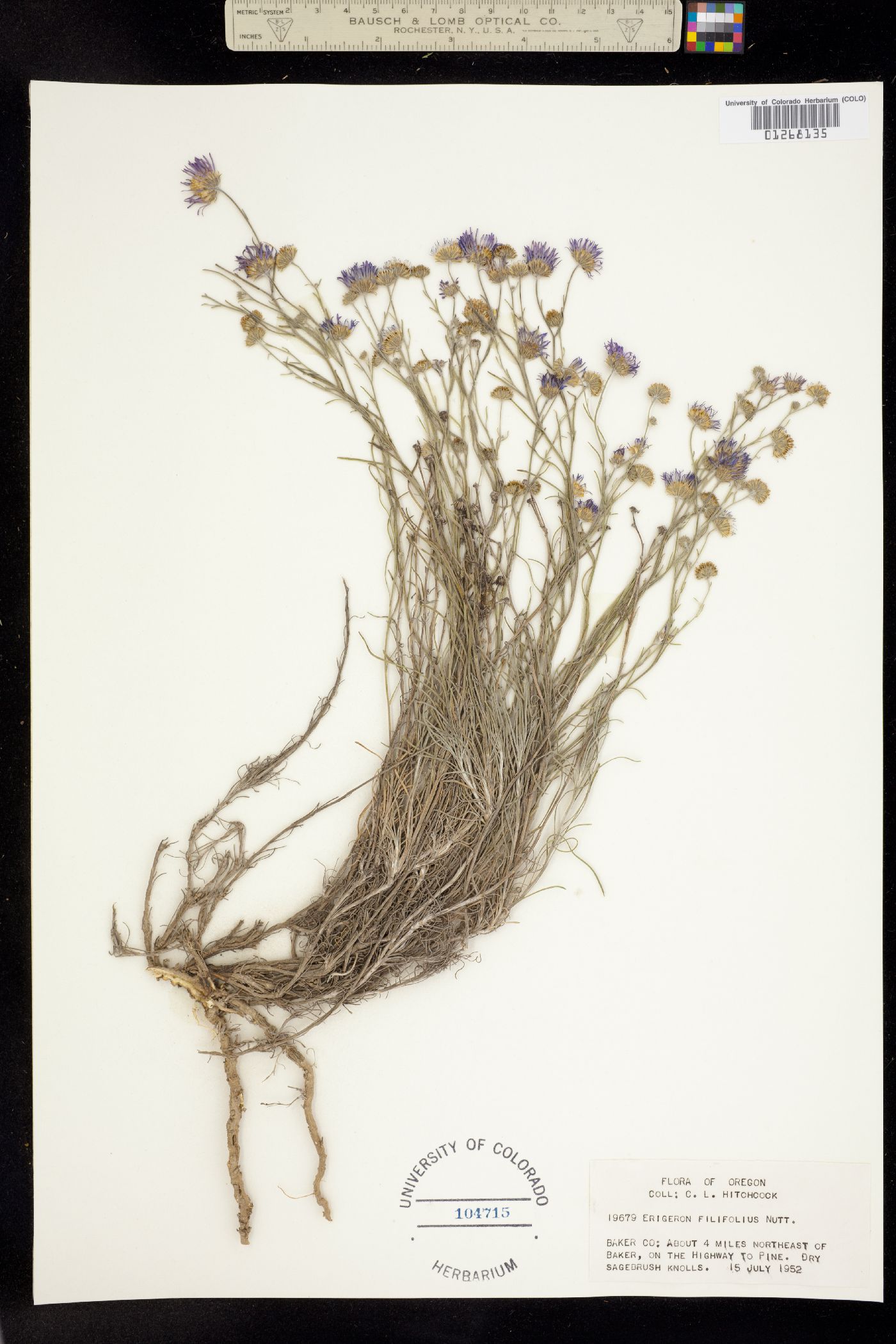 Erigeron filifolius image