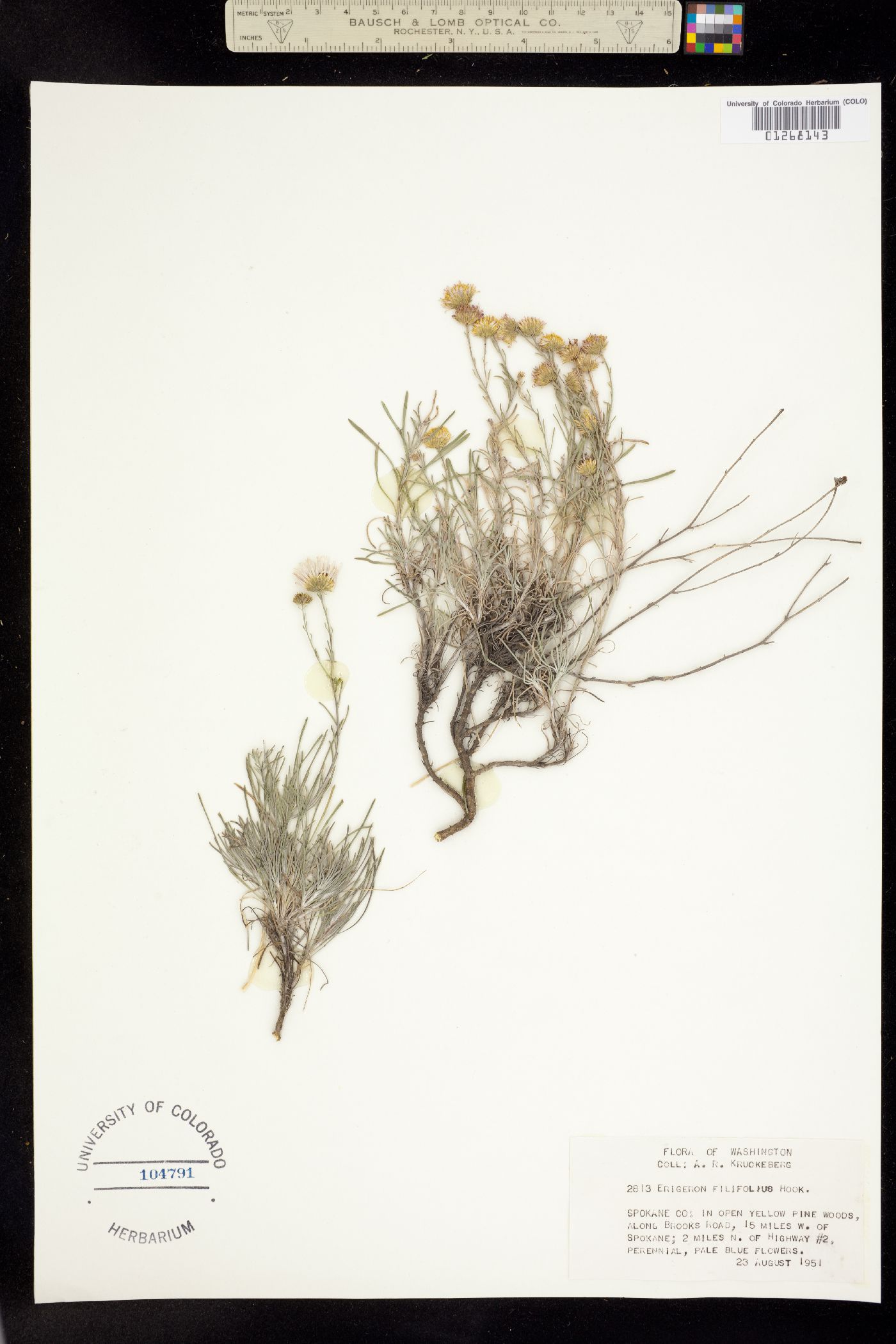 Erigeron filifolius image