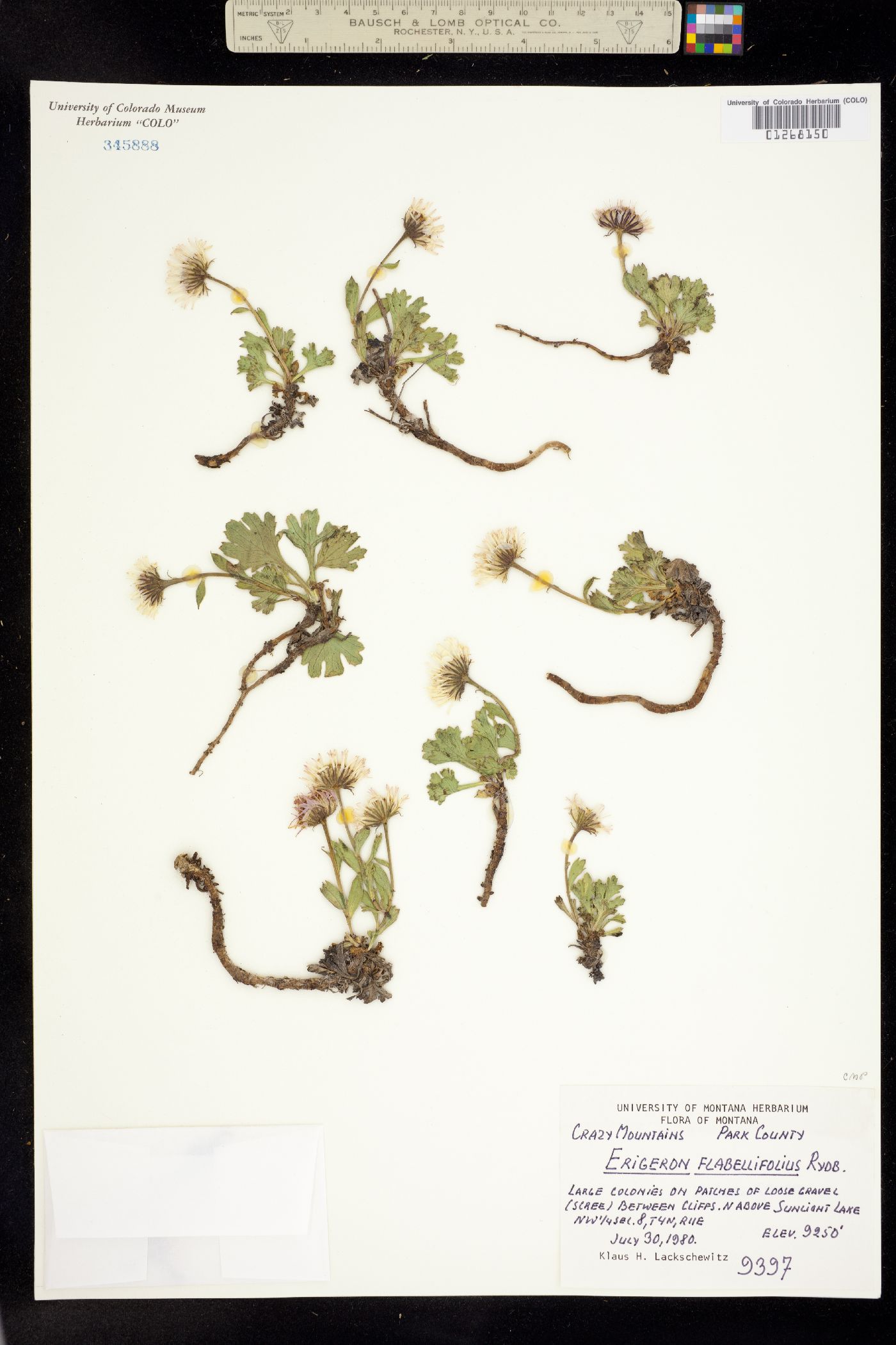 Erigeron flabellifolius image