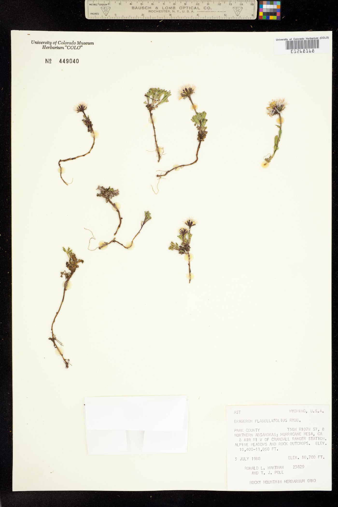 Erigeron flabellifolius image