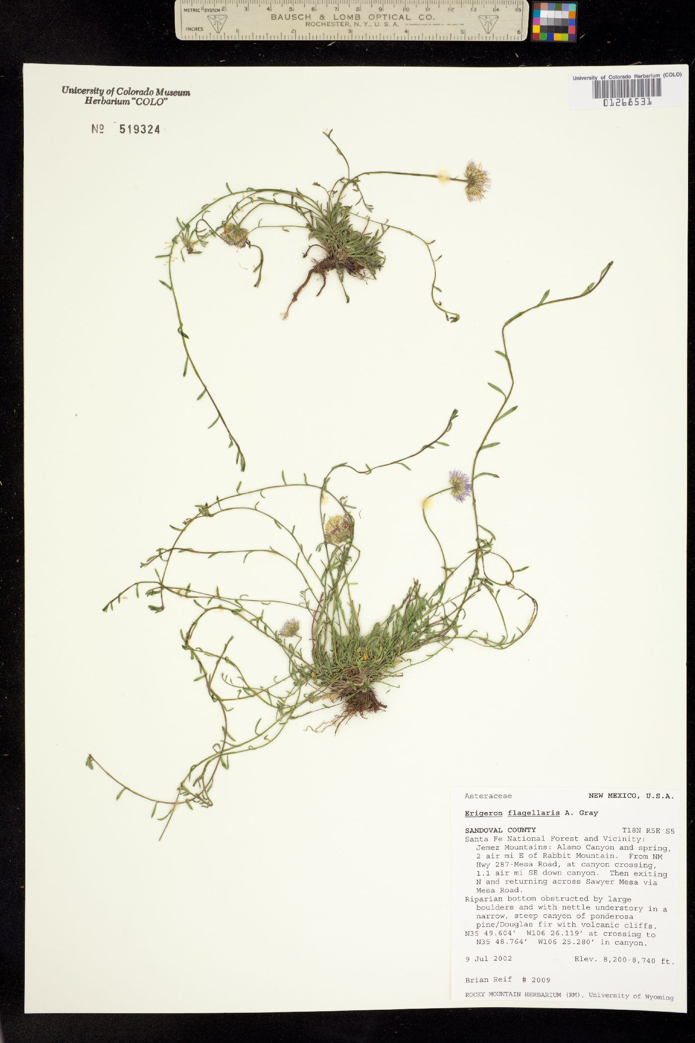 Erigeron flagellaris image