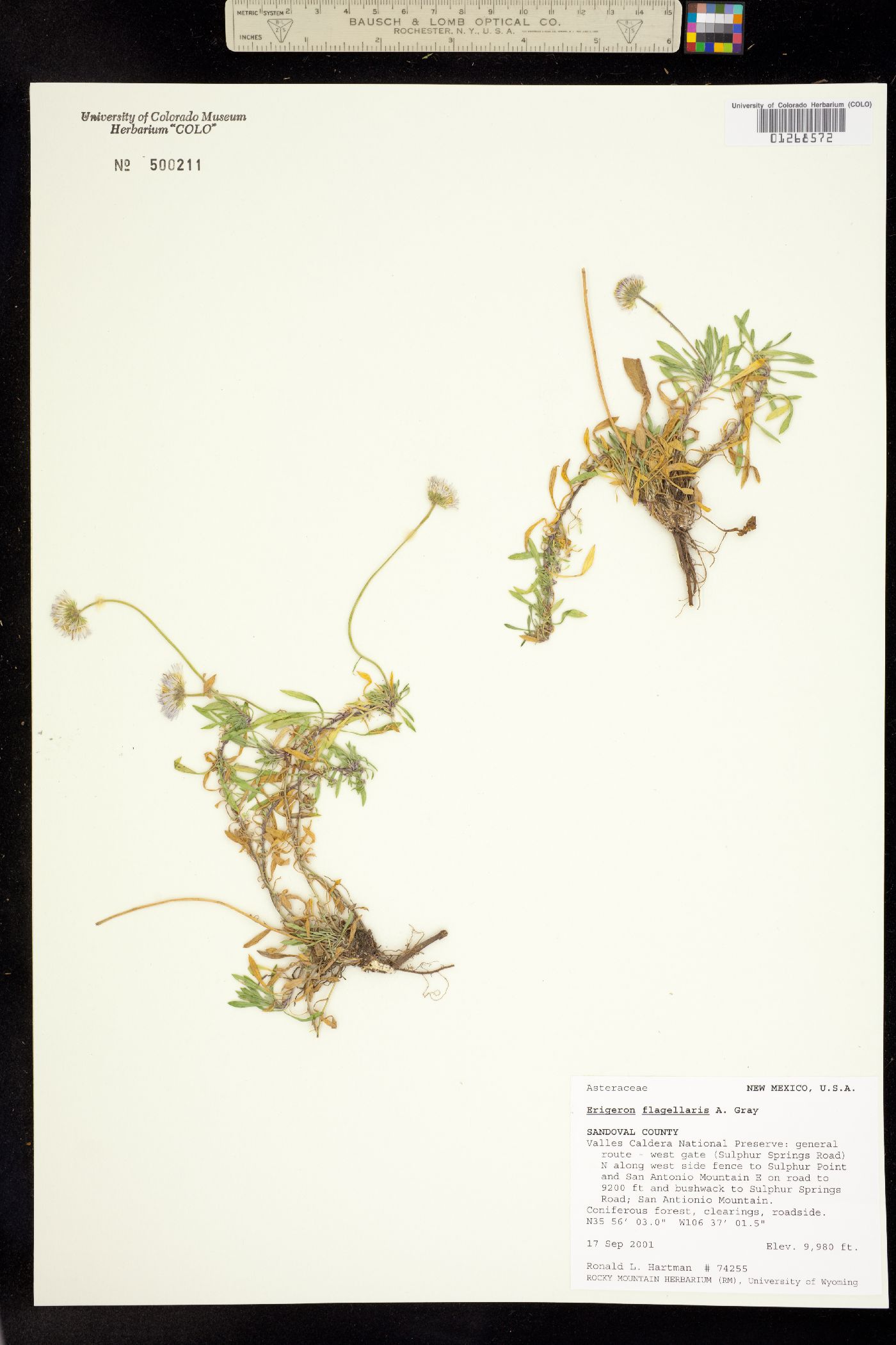 Erigeron flagellaris image