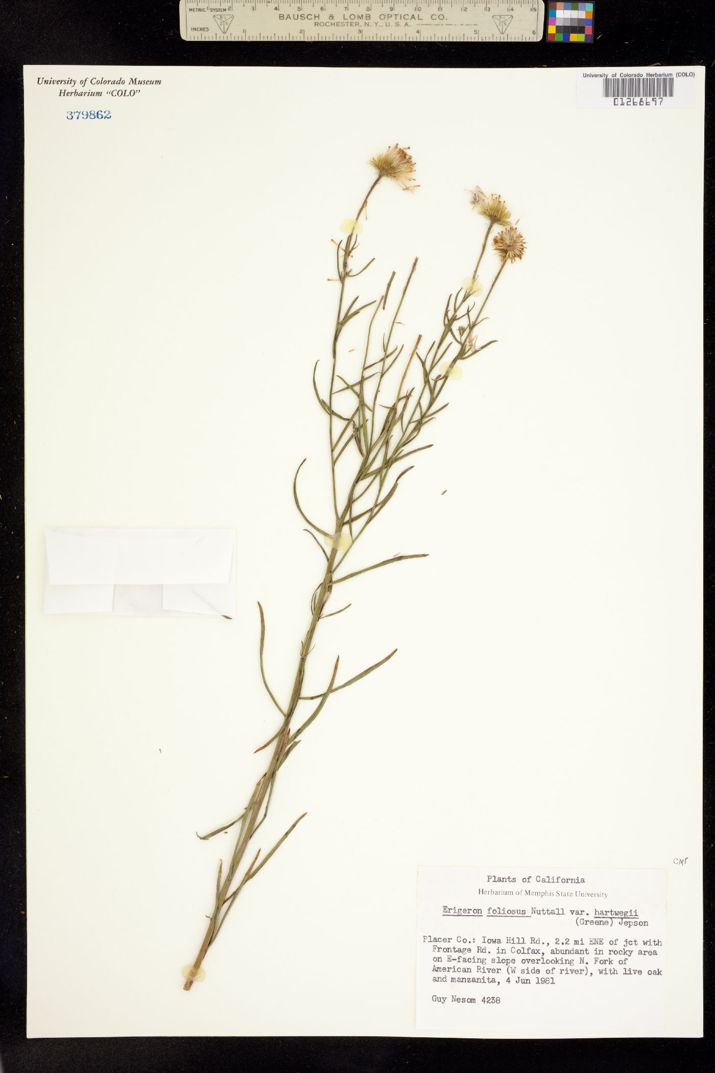 Erigeron foliosus image