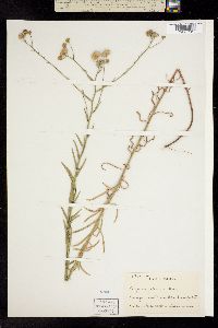 Erigeron foliosus image