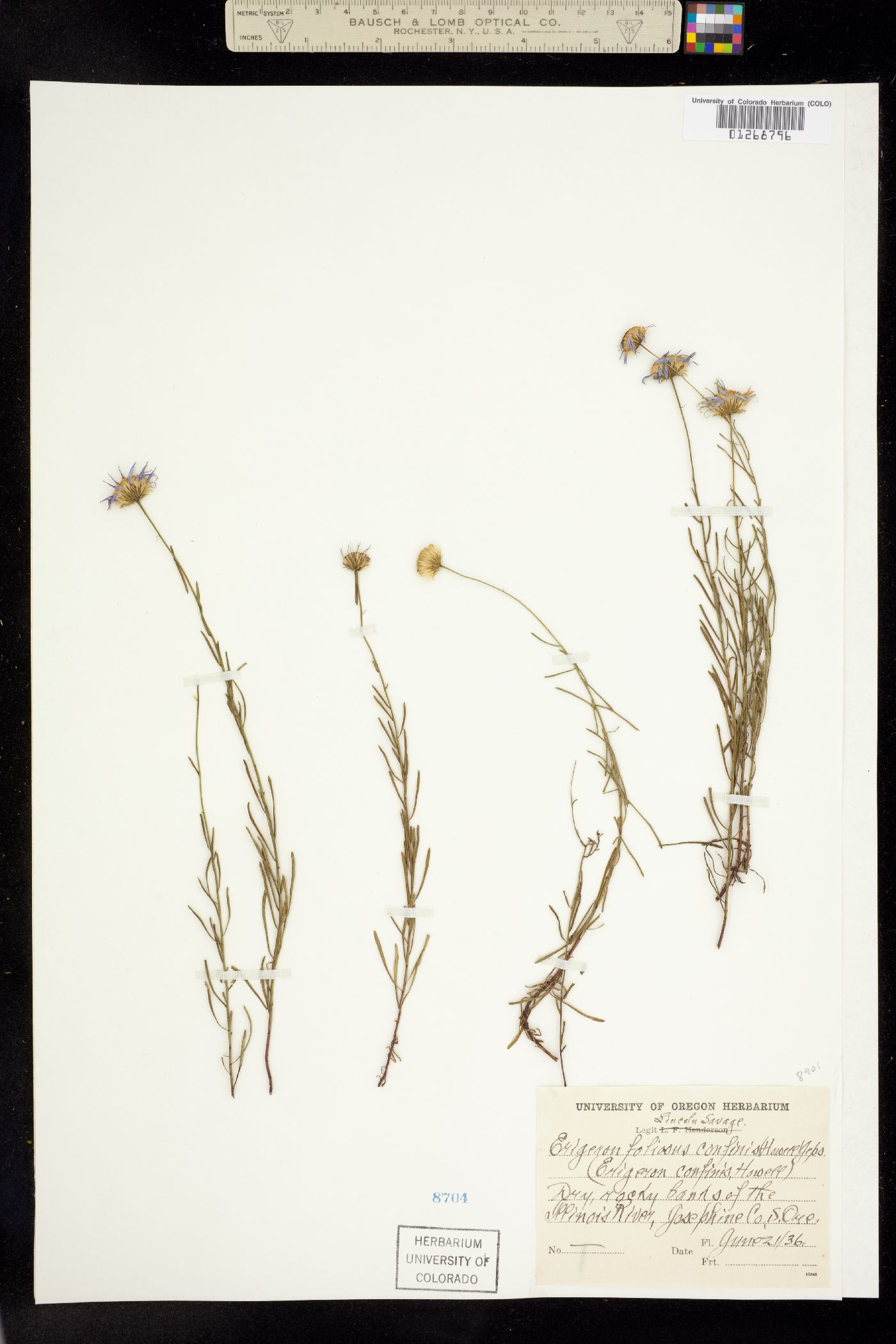 Erigeron foliosus image