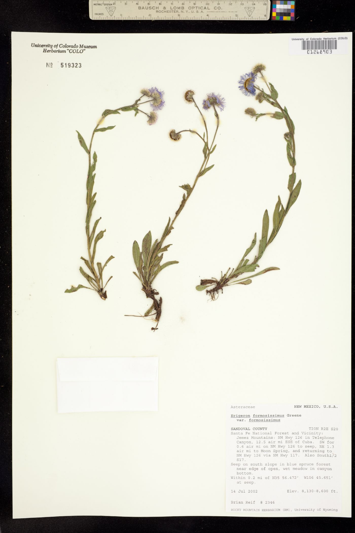 Erigeron formosissimus image