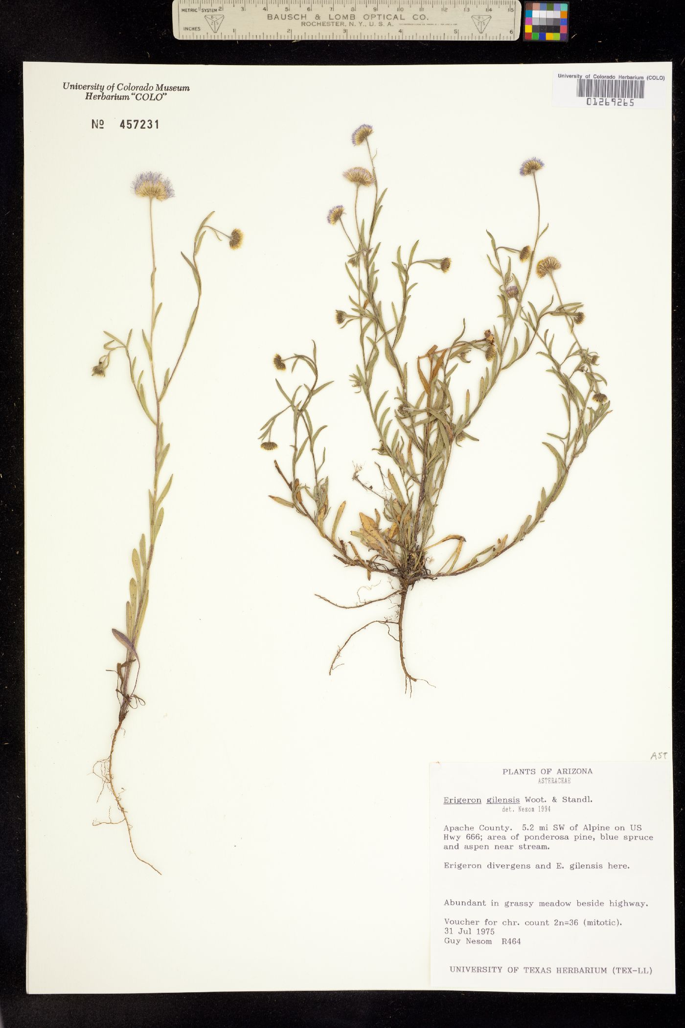 Erigeron versicolor image
