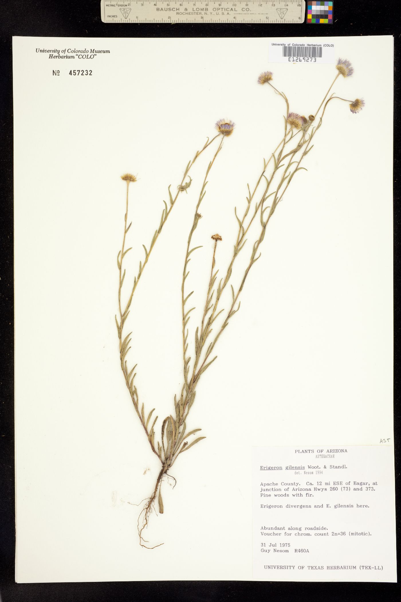 Erigeron versicolor image