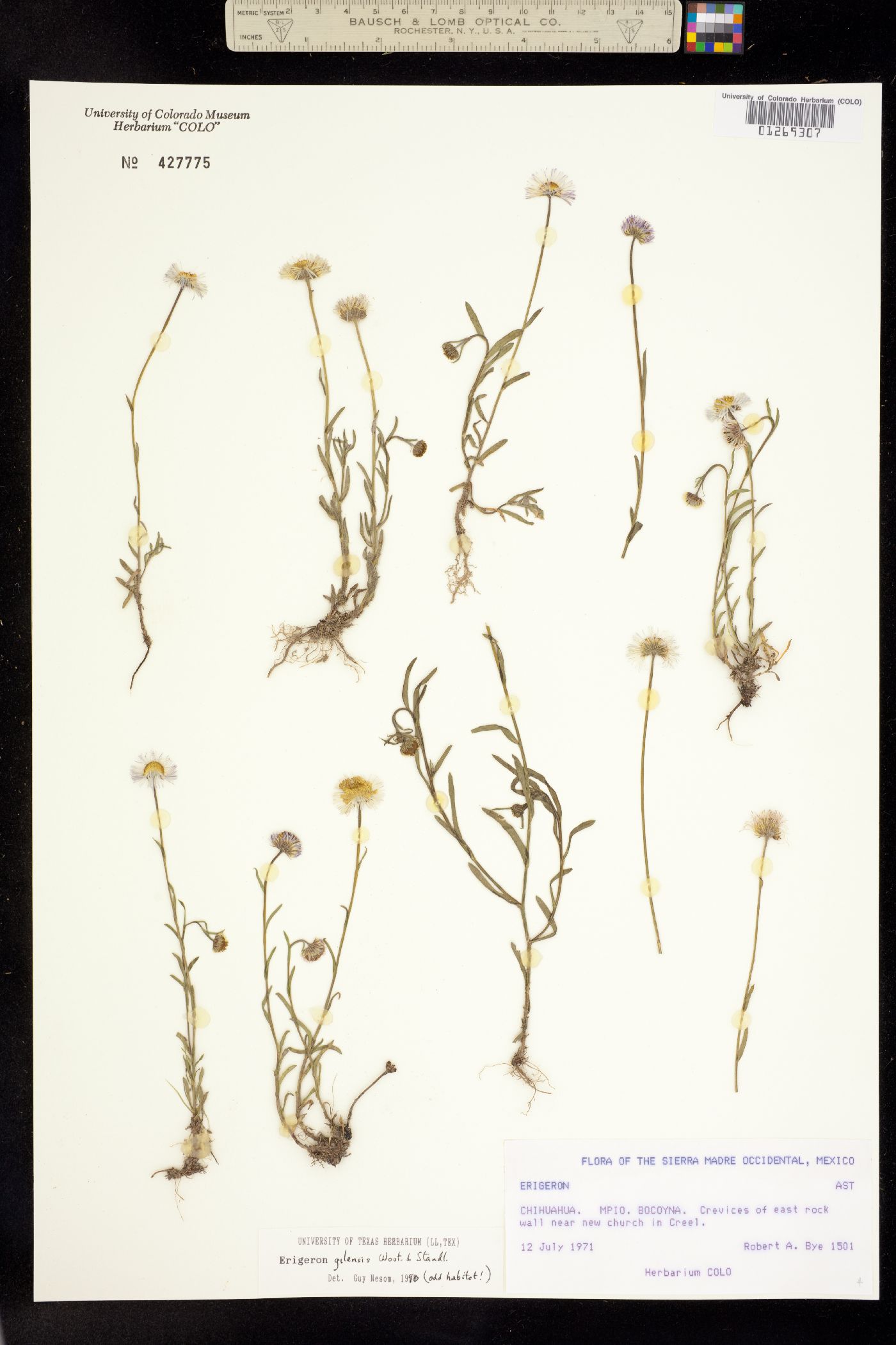 Erigeron versicolor image