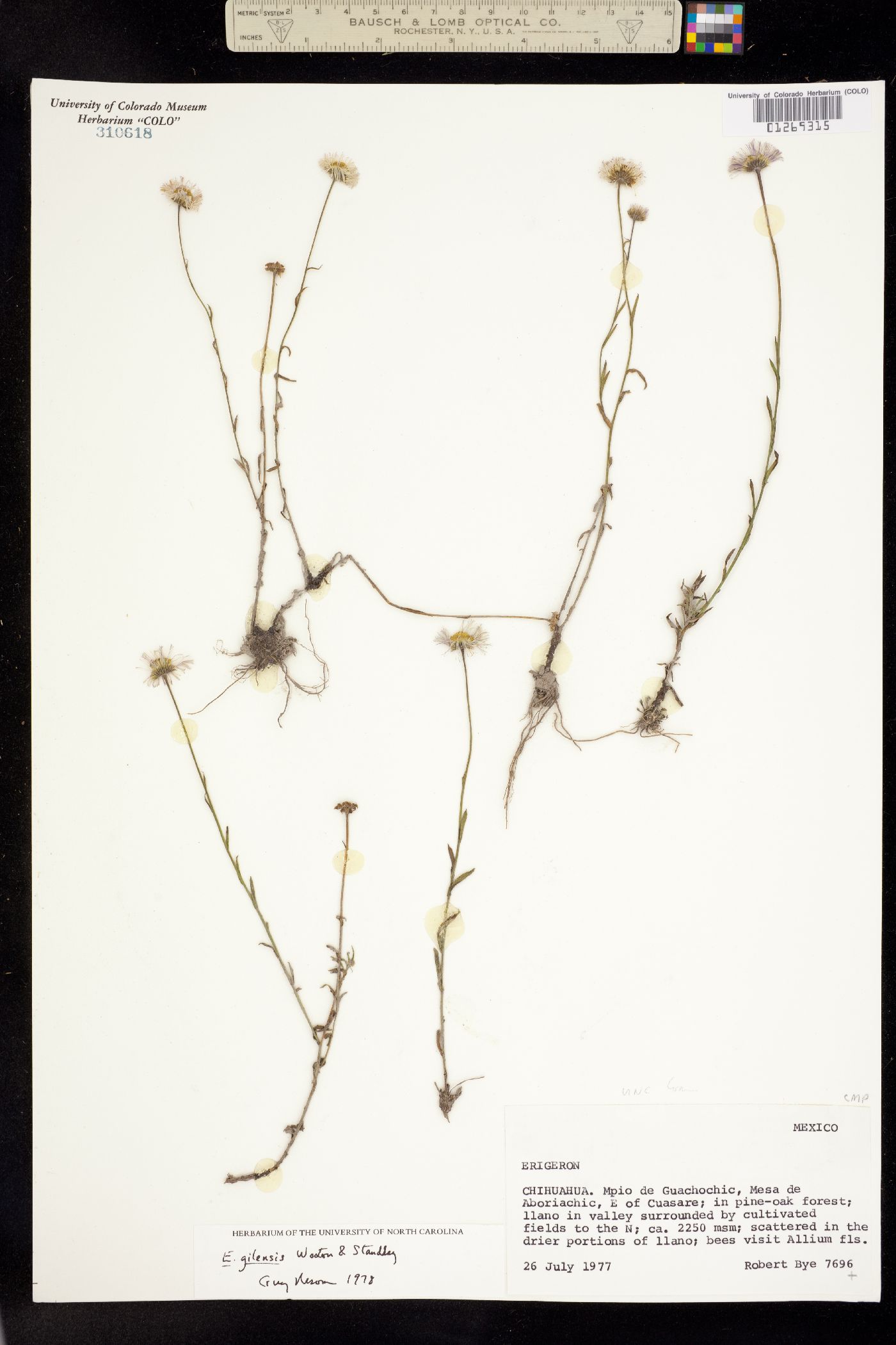 Erigeron versicolor image