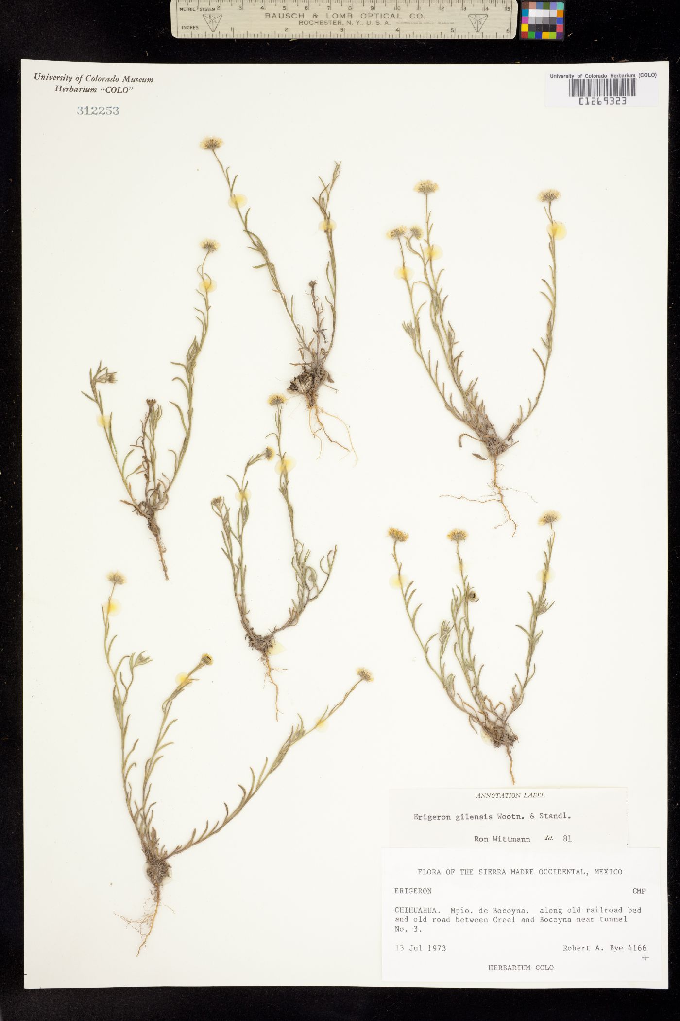 Erigeron versicolor image