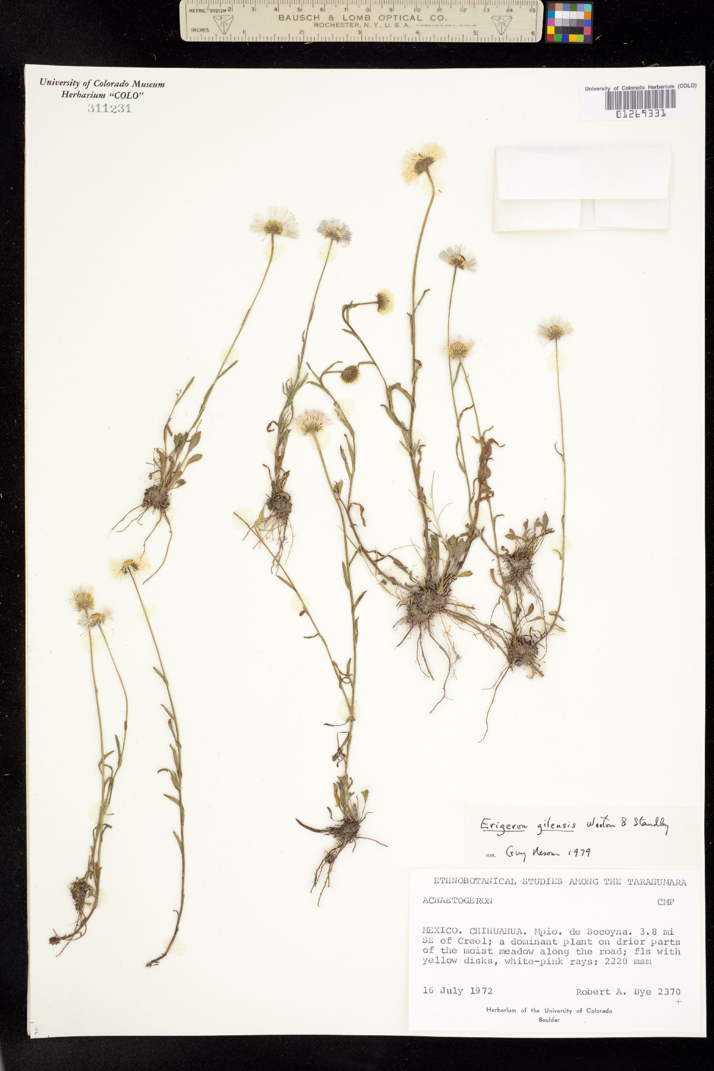 Erigeron versicolor image