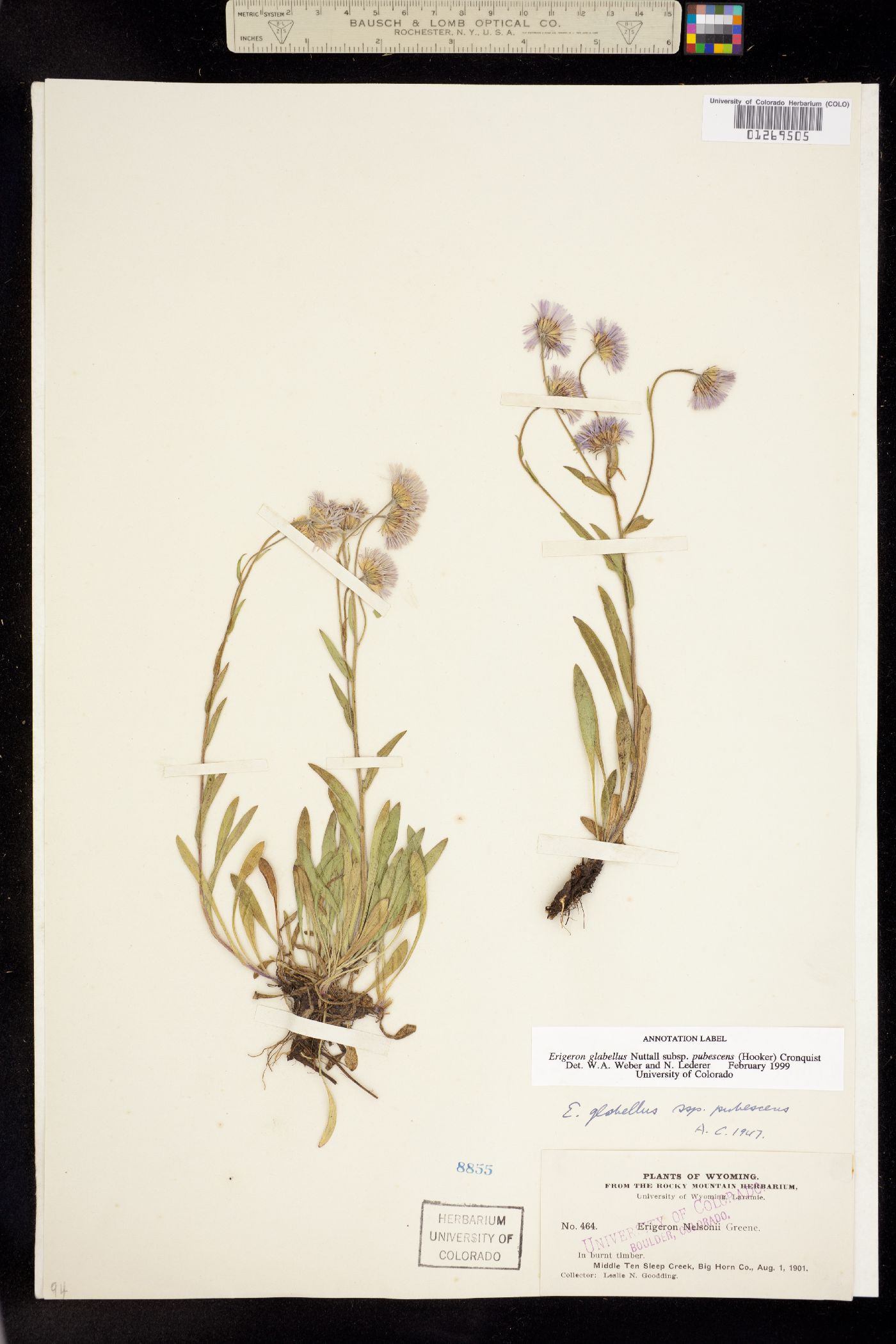 Erigeron glabellus var. pubescens image