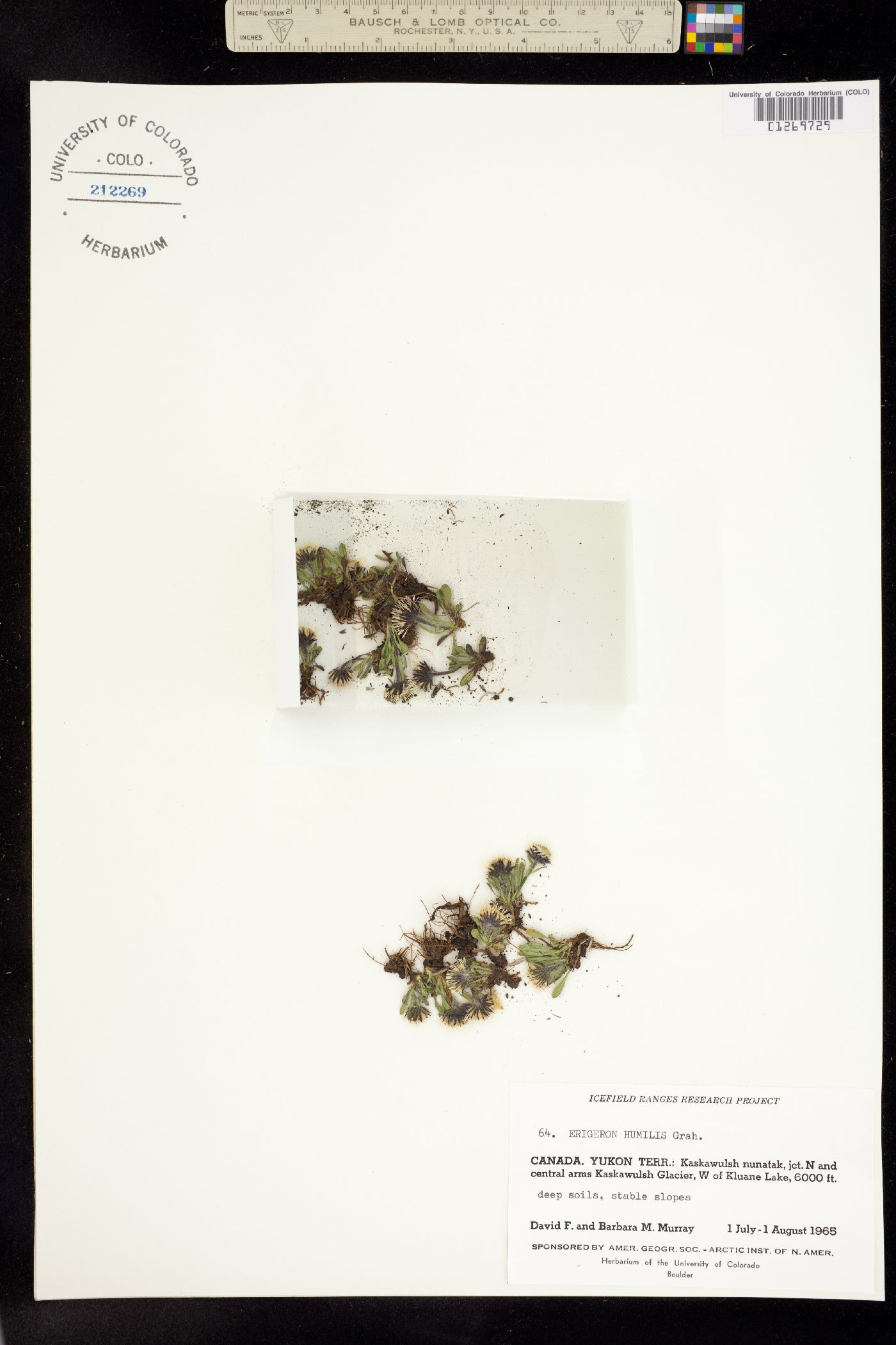 Erigeron humilis image