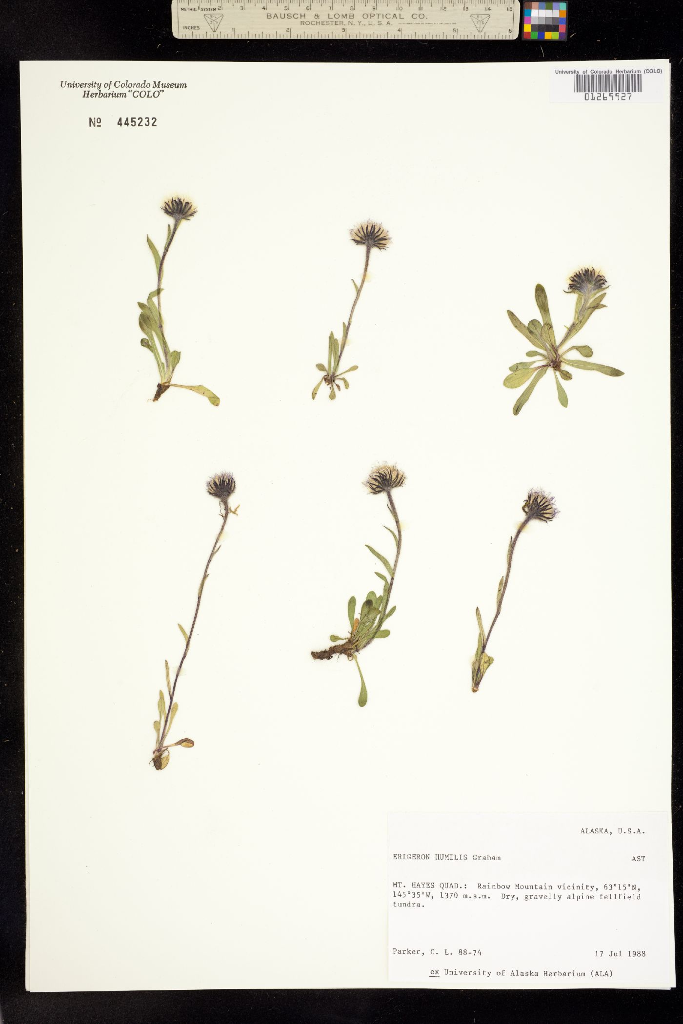 Erigeron humilis image
