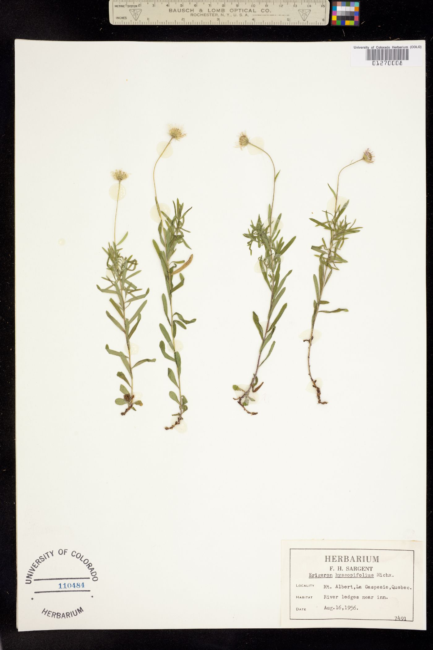 Erigeron hyssopifolius image