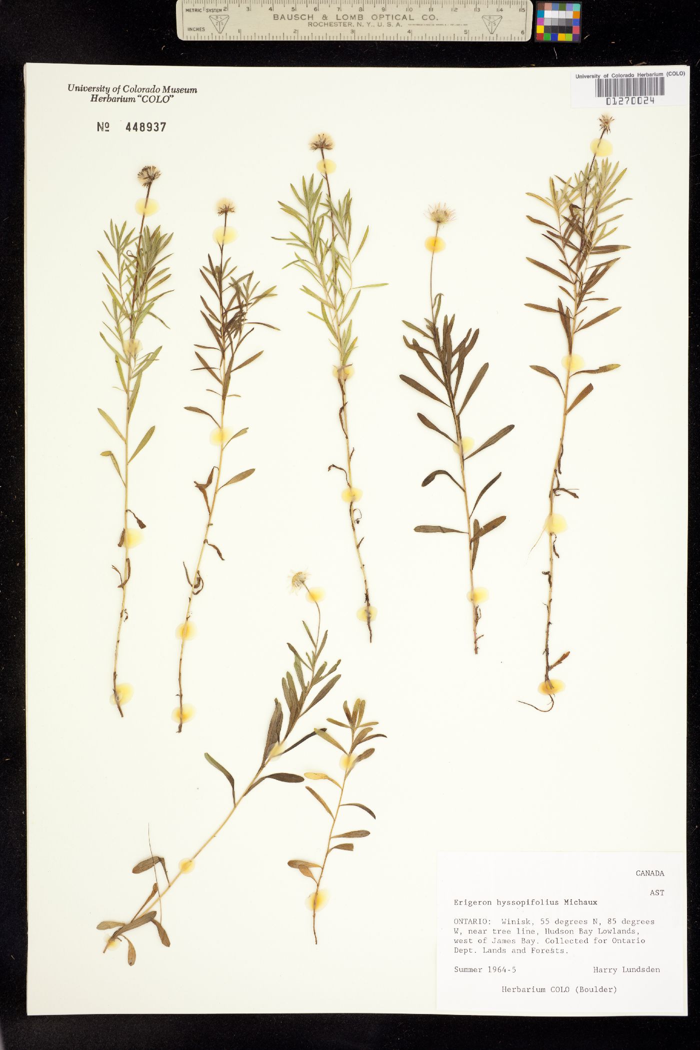 Erigeron hyssopifolius image