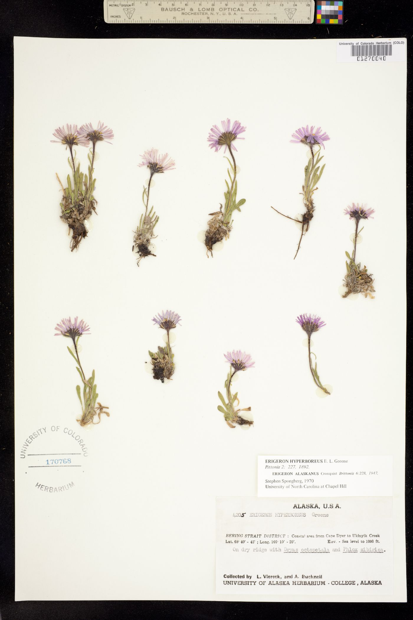 Erigeron hyperboreus image