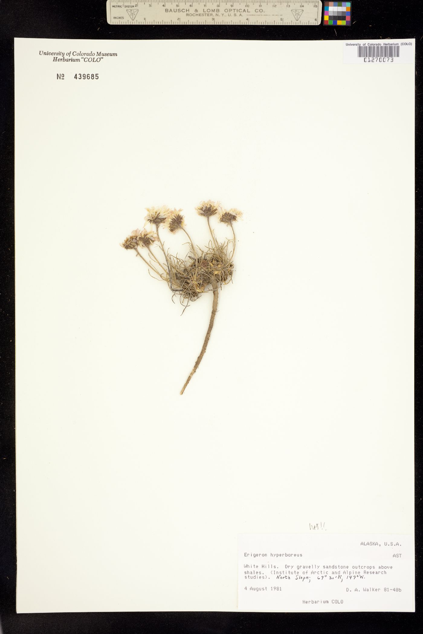 Erigeron hyperboreus image