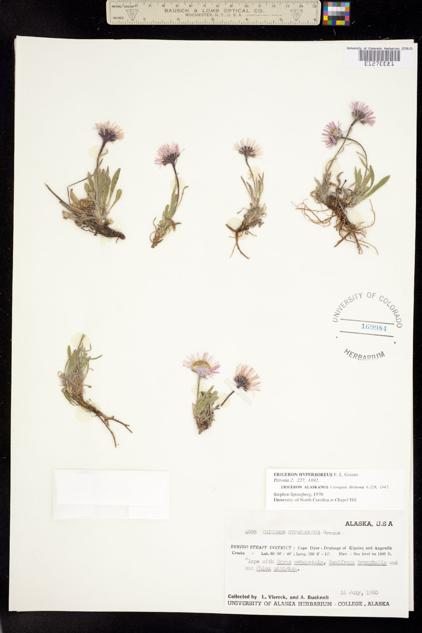 Erigeron hyperboreus image