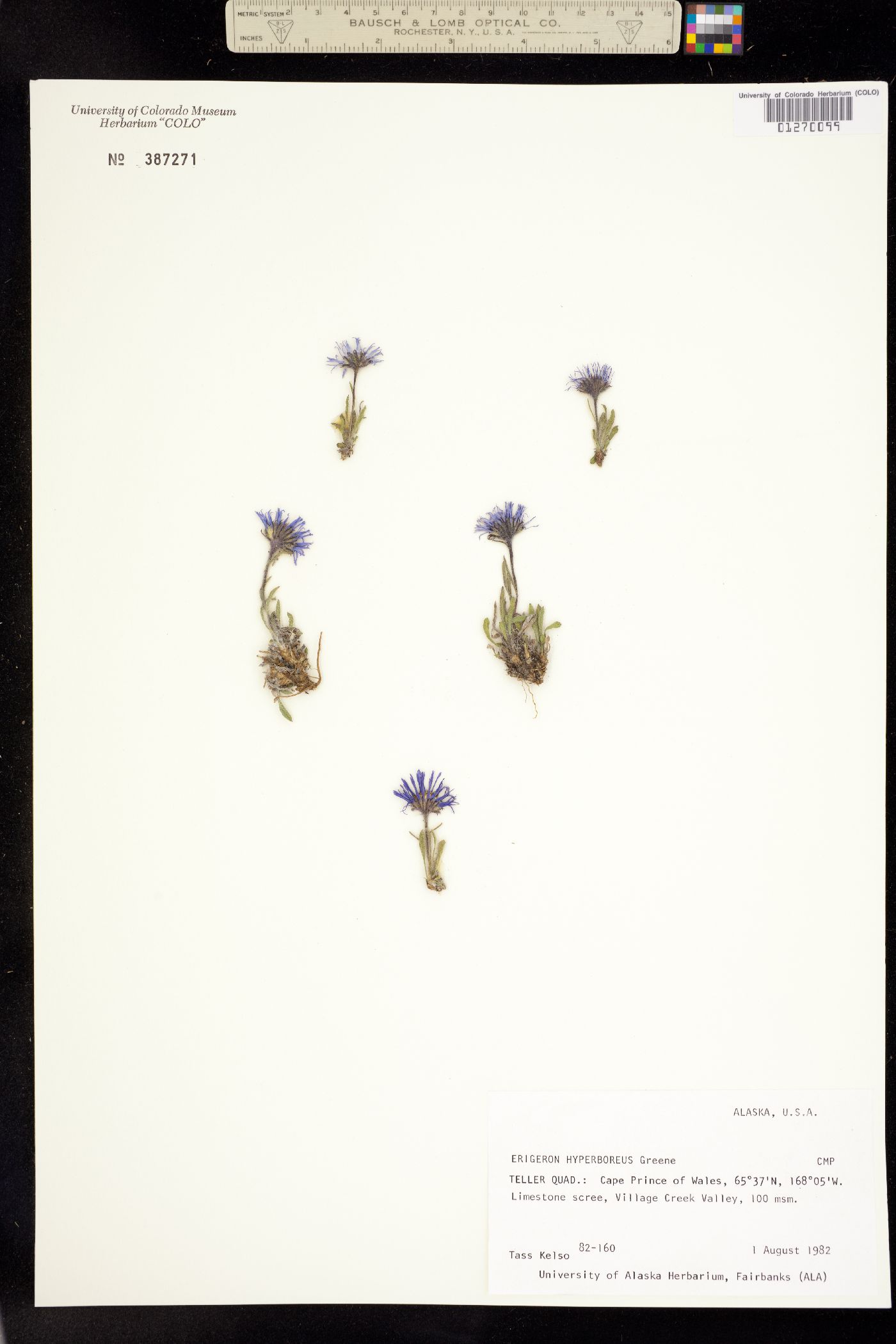 Erigeron hyperboreus image