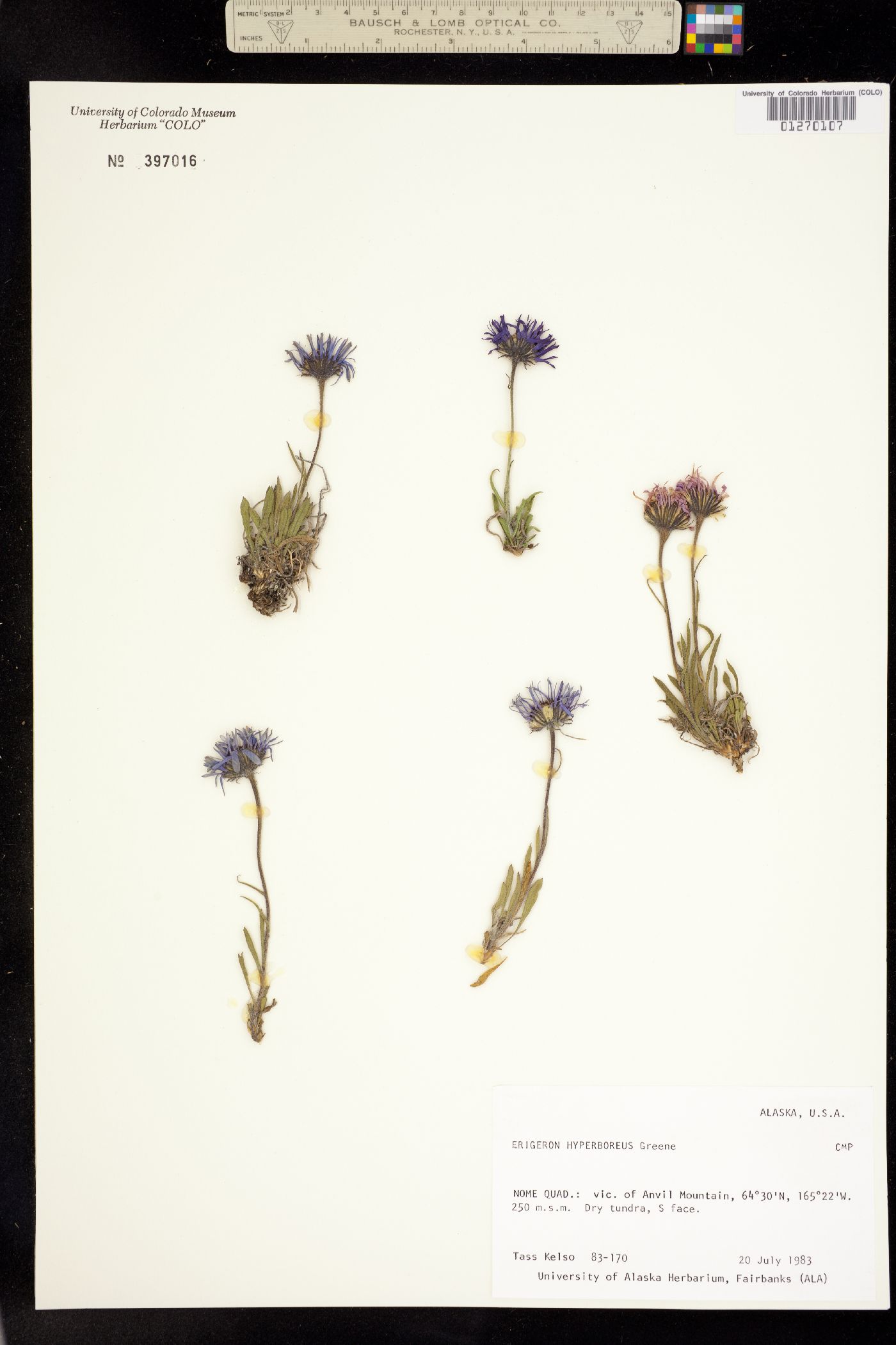 Erigeron hyperboreus image