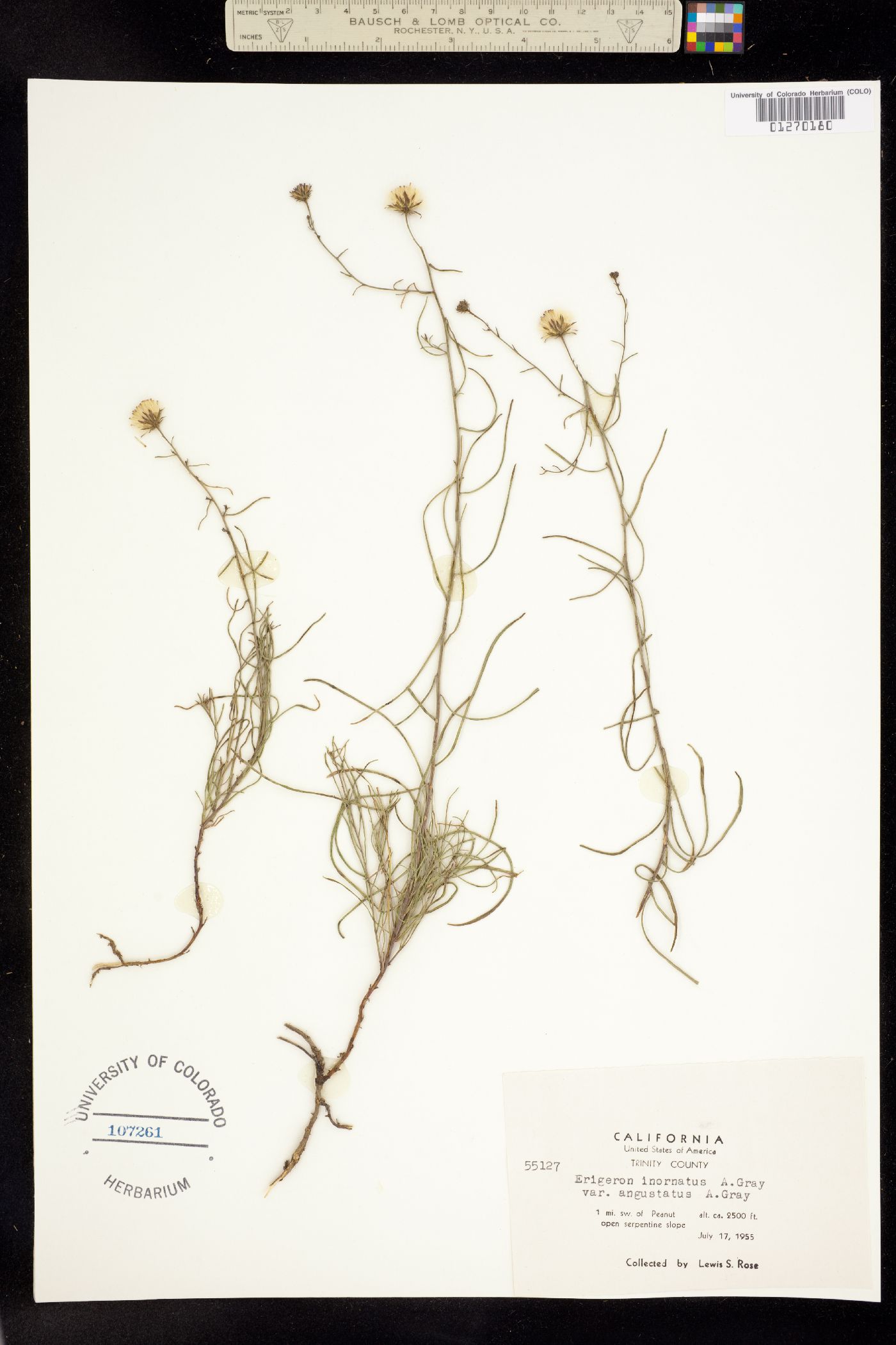 Erigeron inornatus image