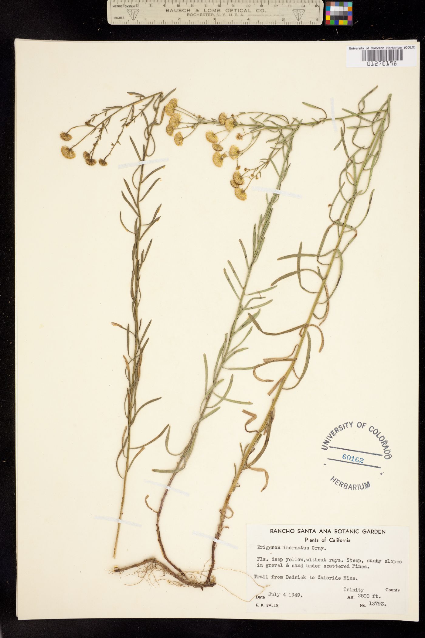 Erigeron inornatus image