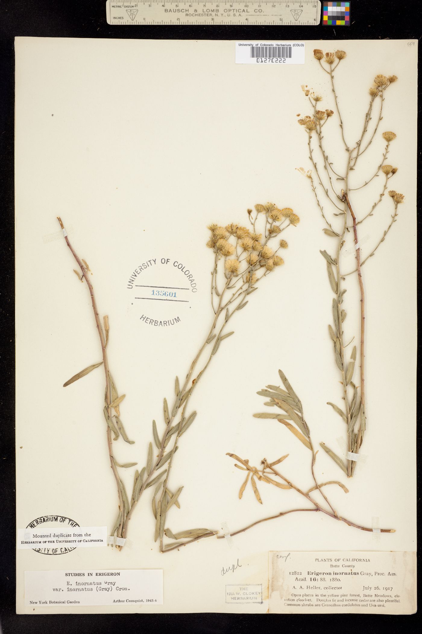 Erigeron inornatus image