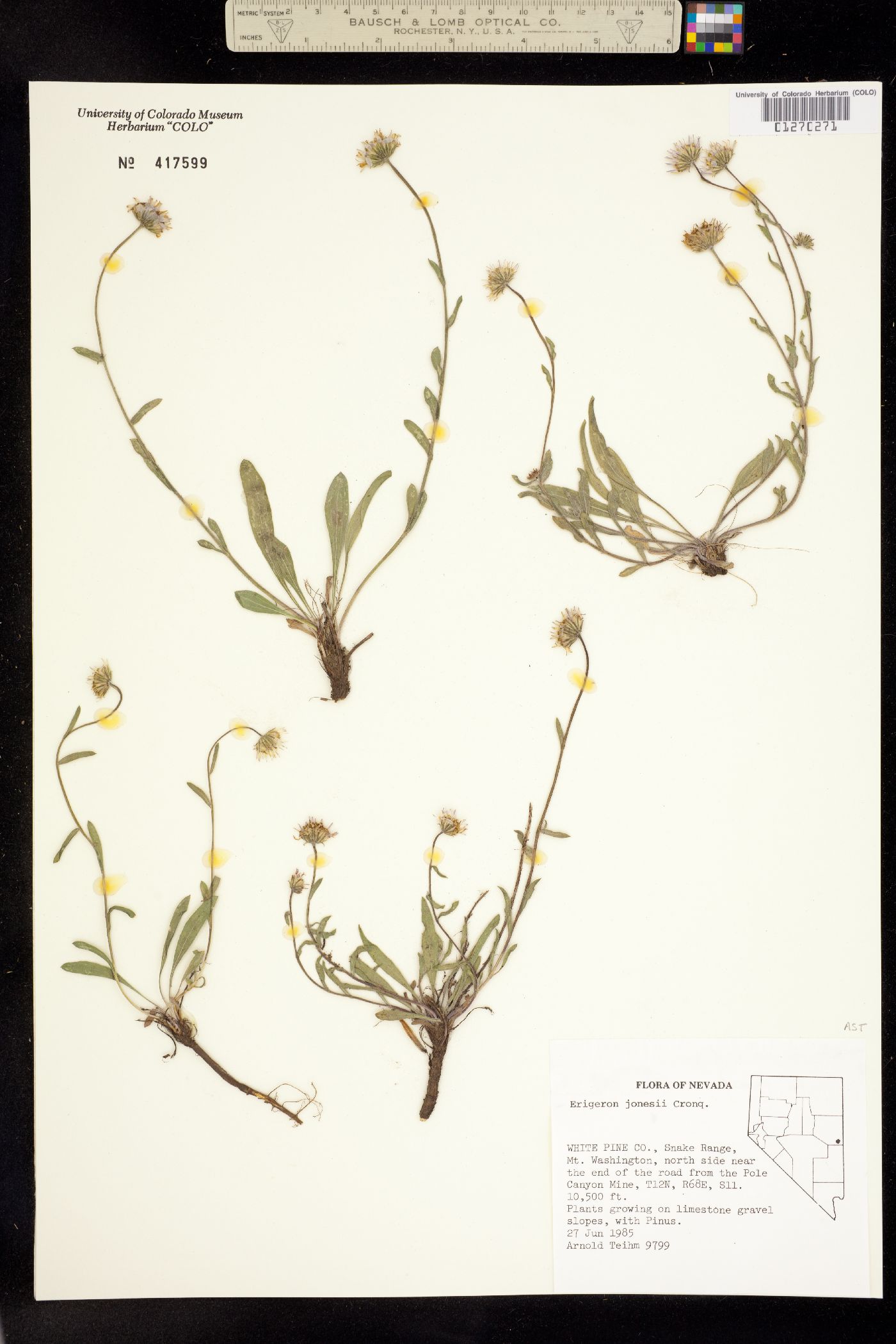 Erigeron jonesii image