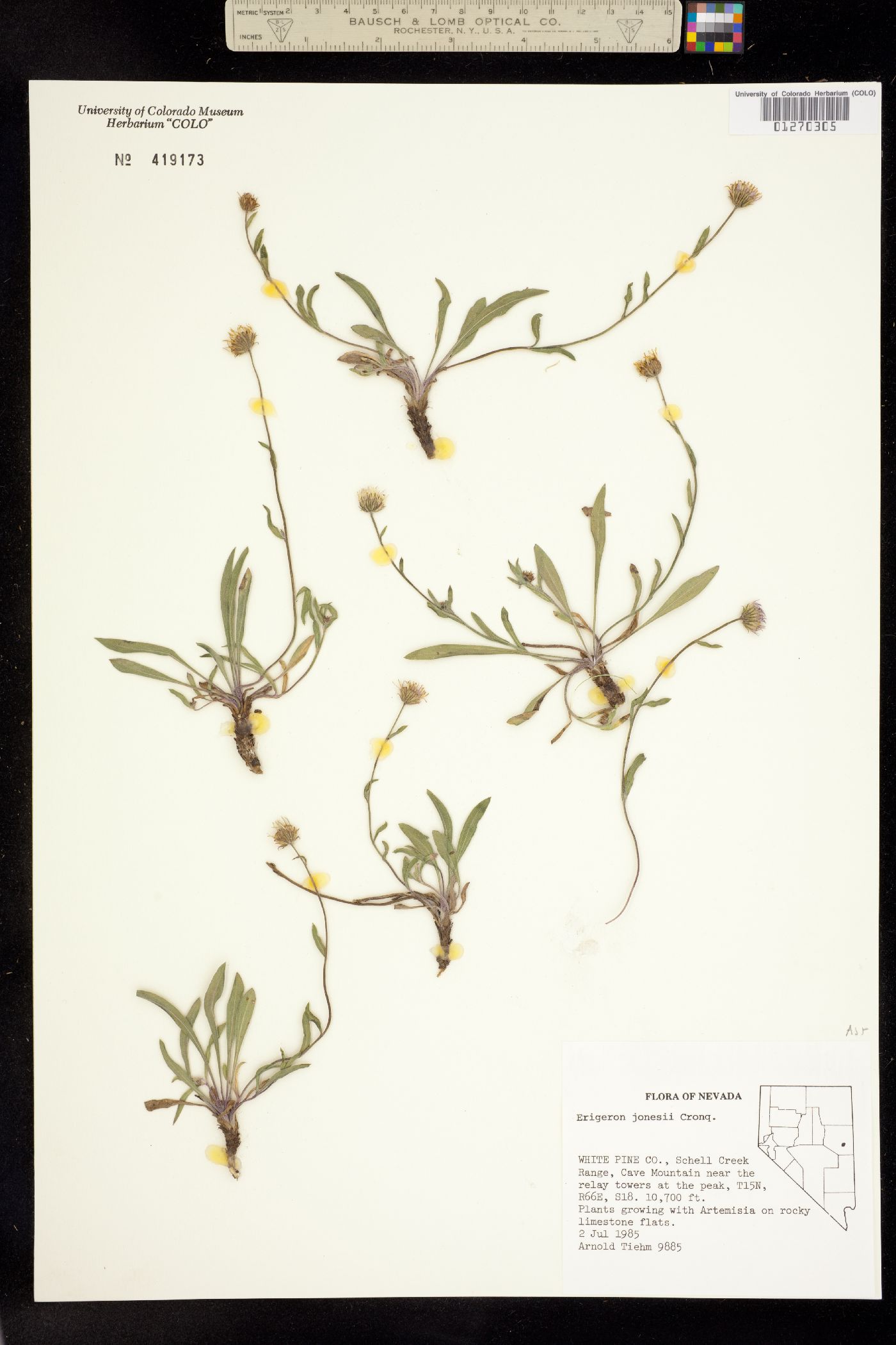 Erigeron jonesii image