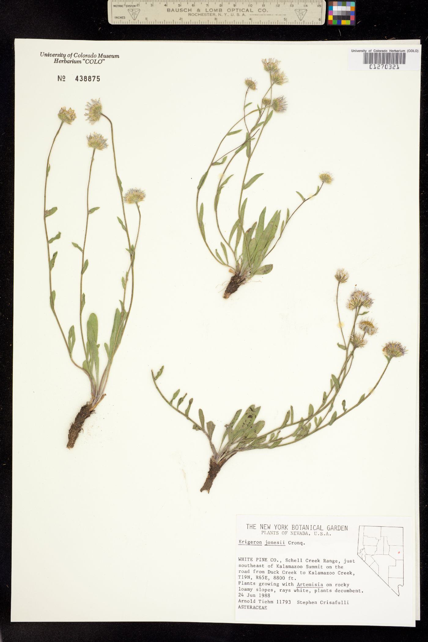 Erigeron jonesii image