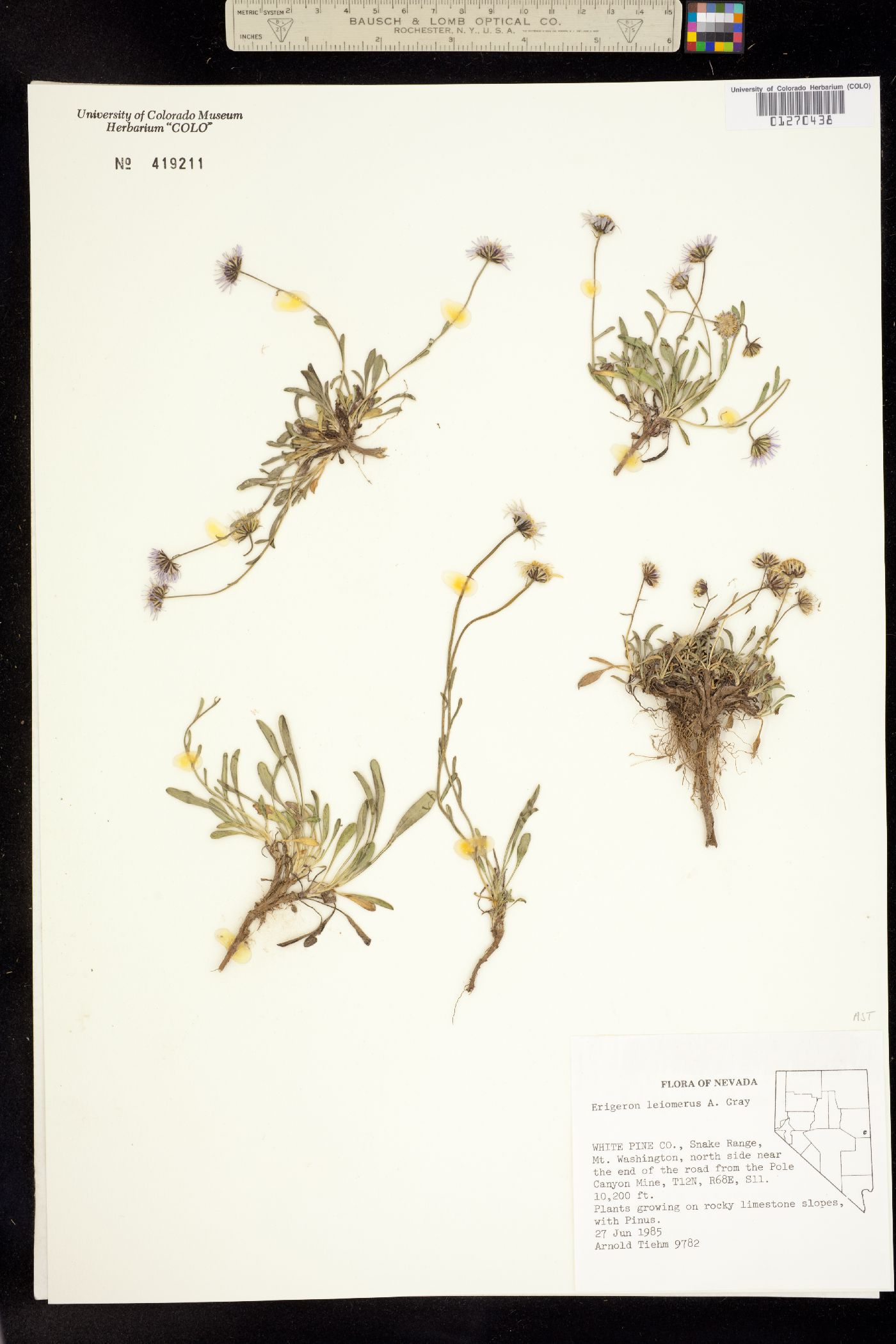 Erigeron leiomerus image