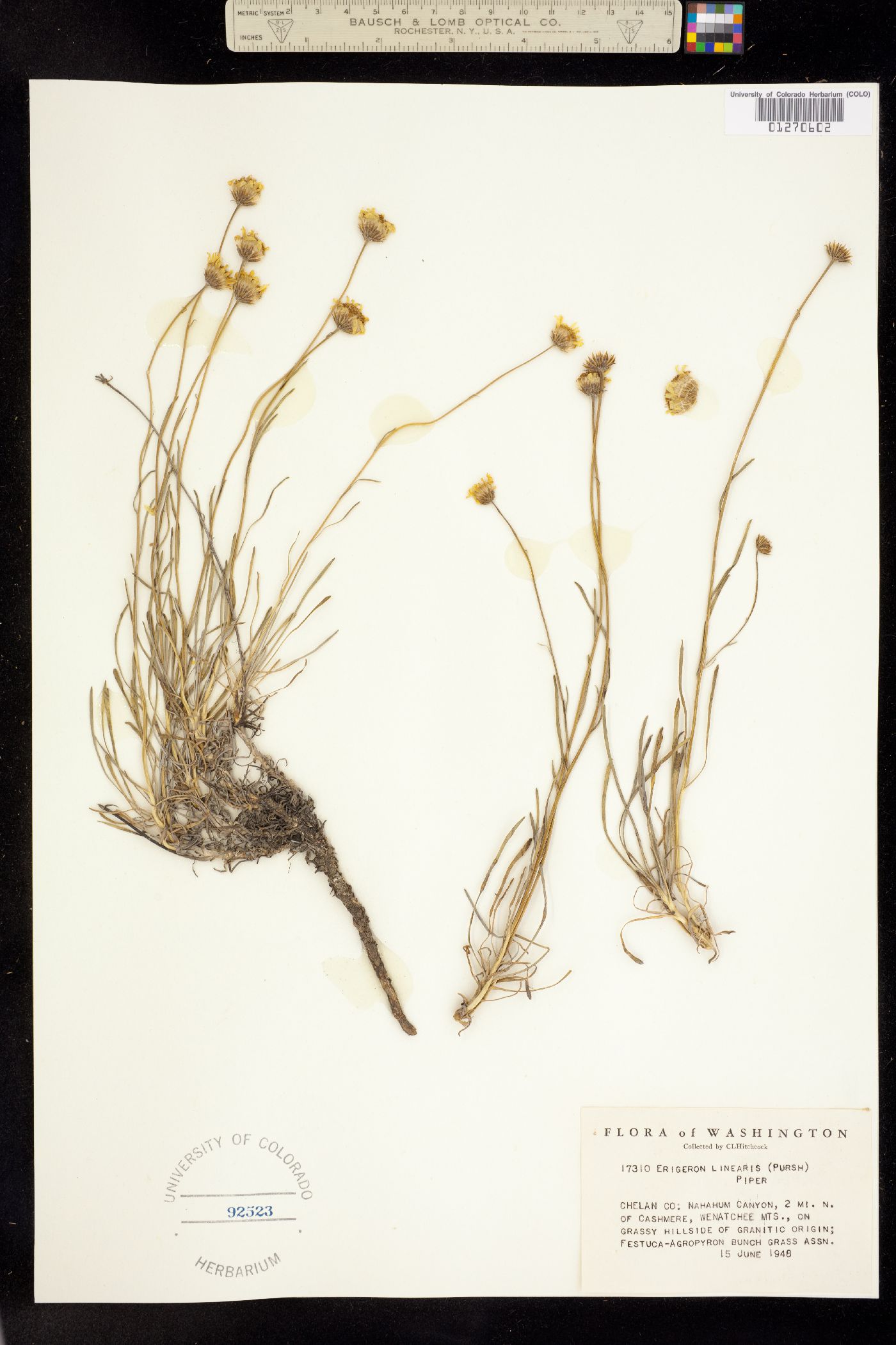 Erigeron linearis image