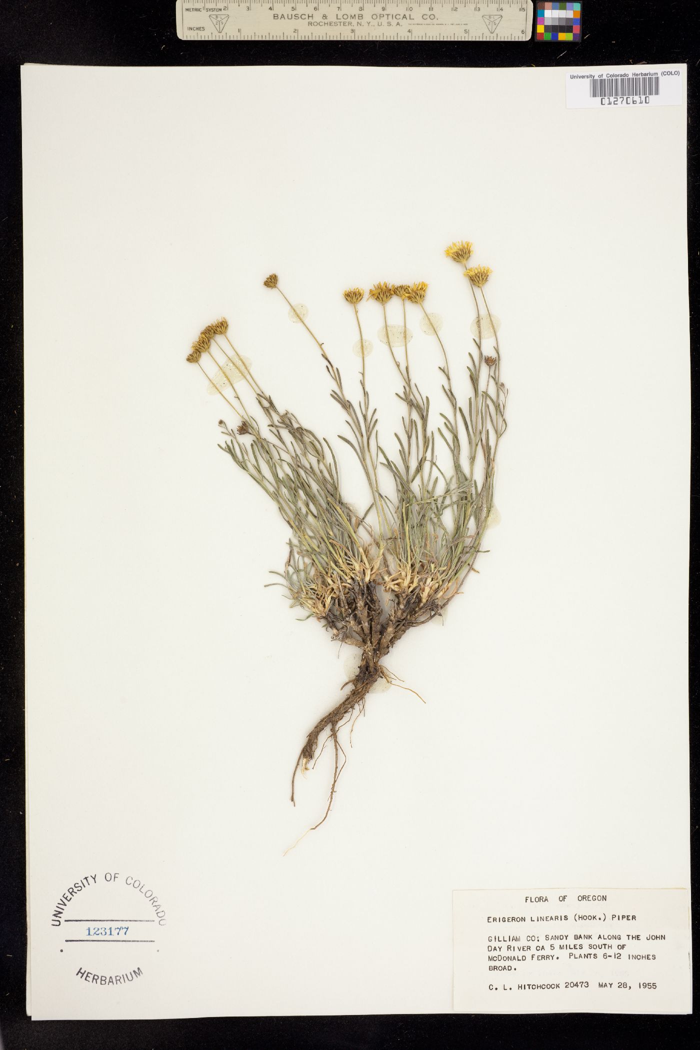 Erigeron linearis image