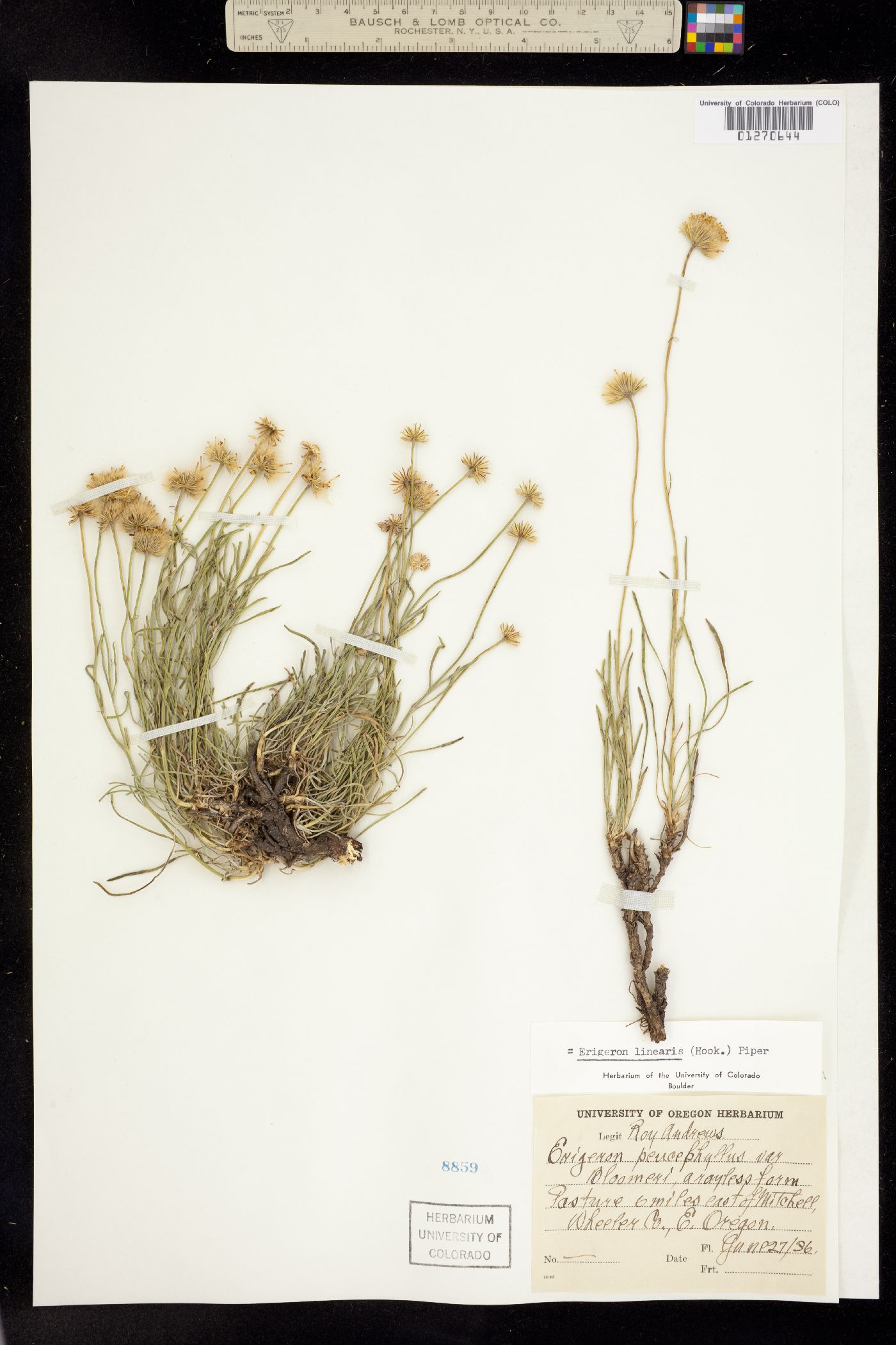 Erigeron linearis image