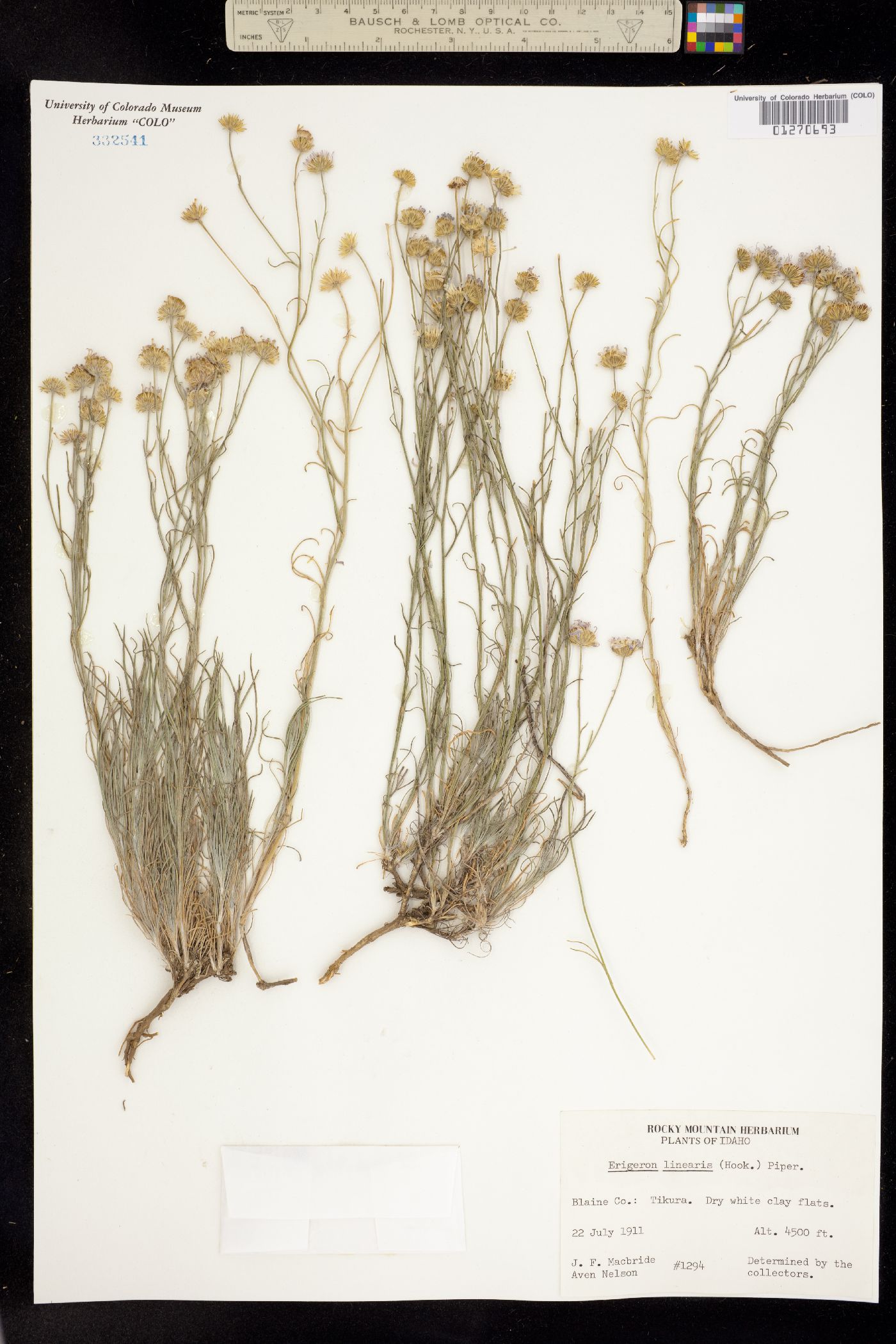 Erigeron linearis image