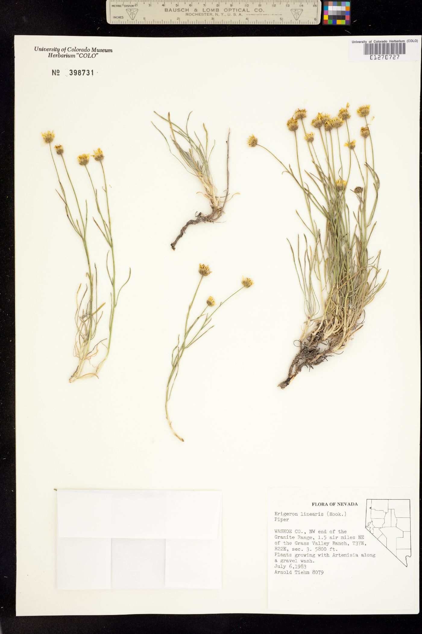 Erigeron linearis image