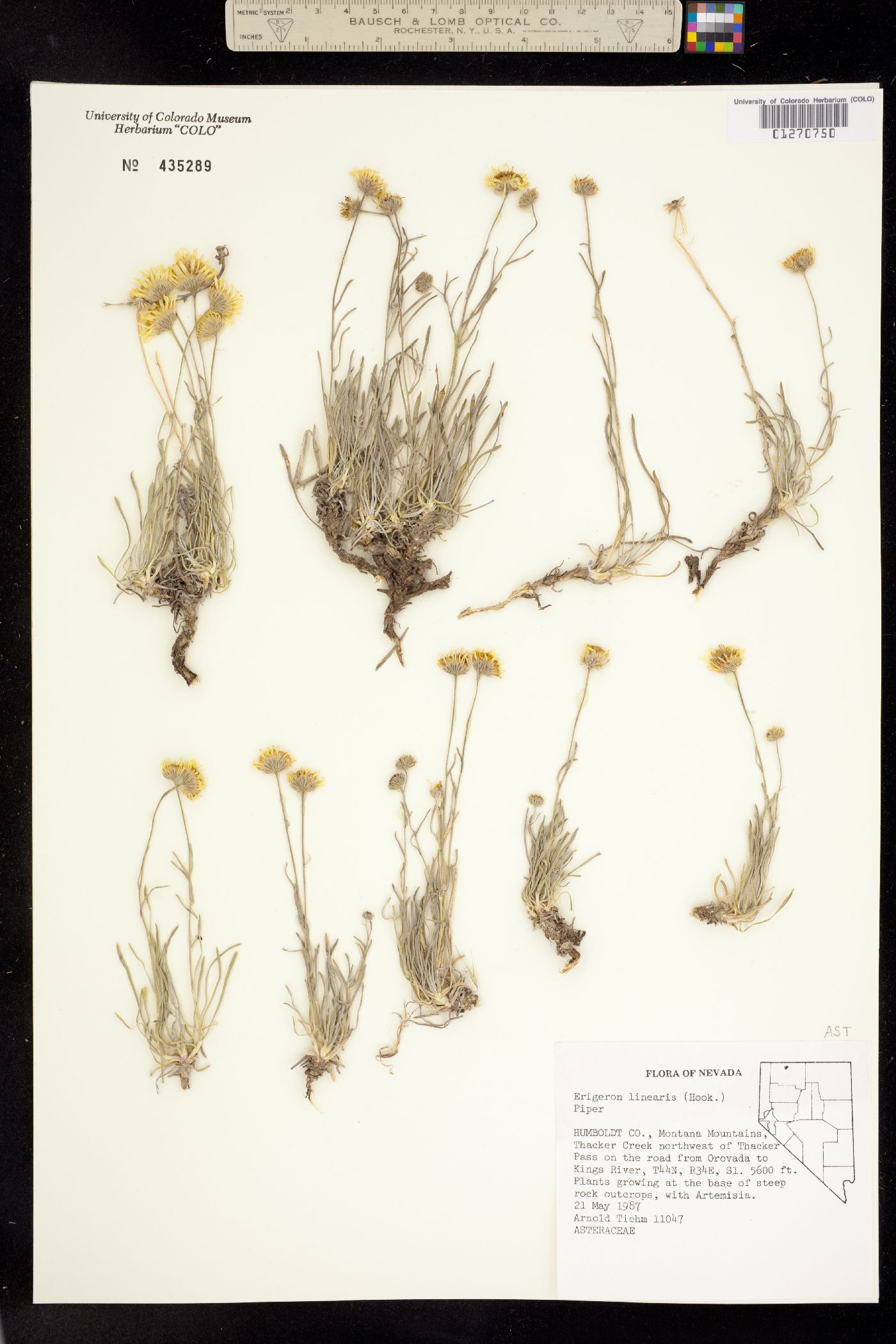 Erigeron linearis image