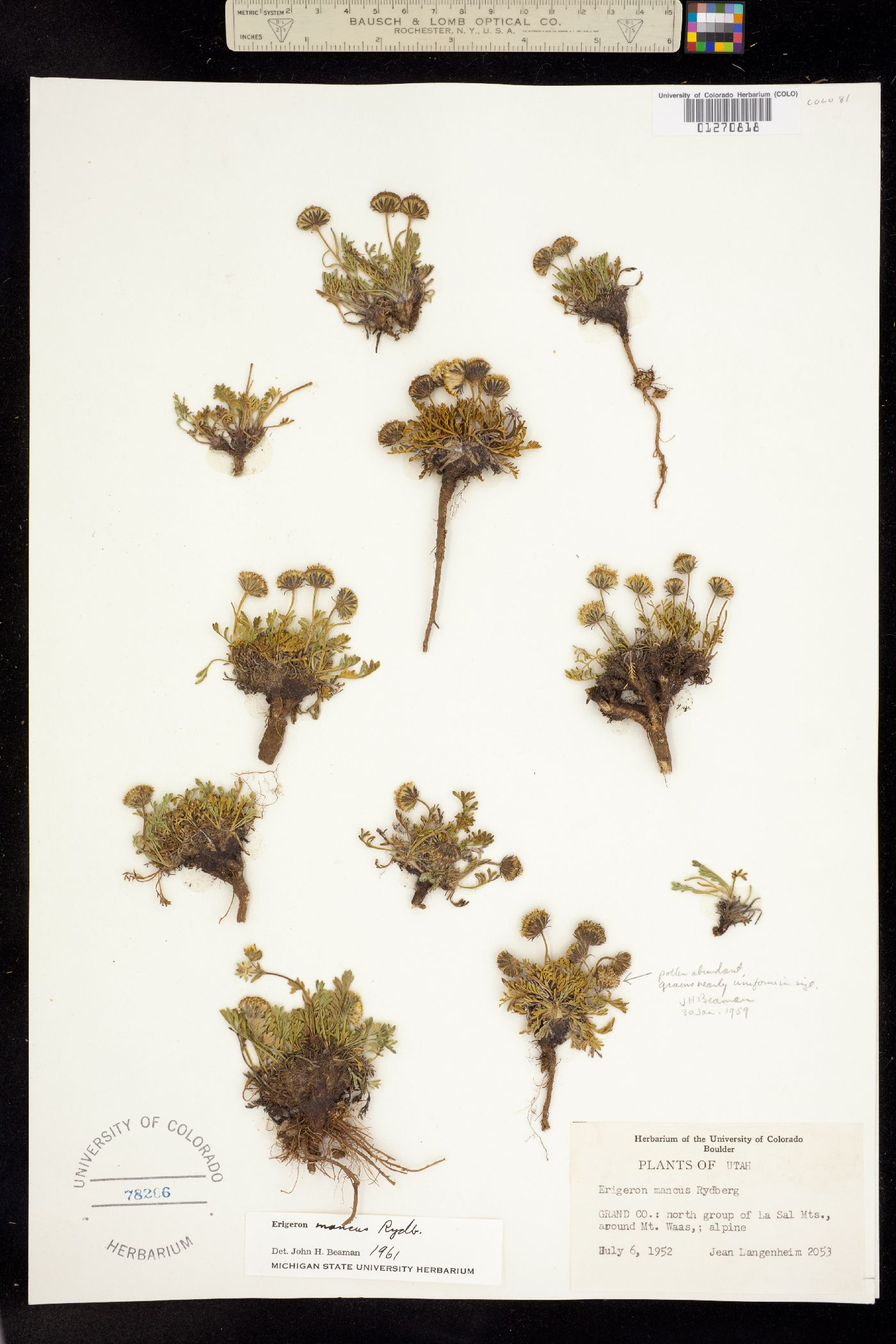 Erigeron mancus image