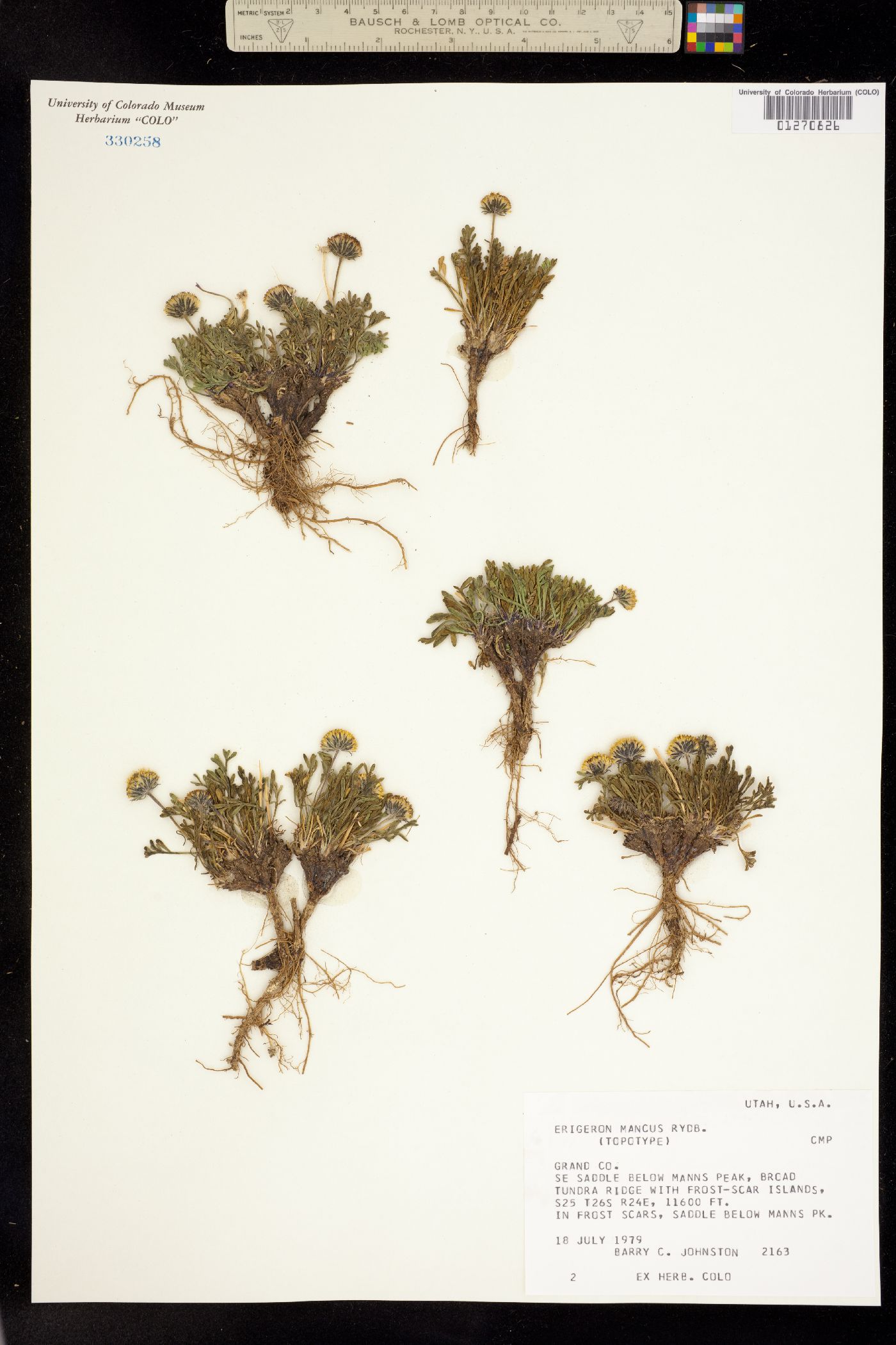 Erigeron mancus image