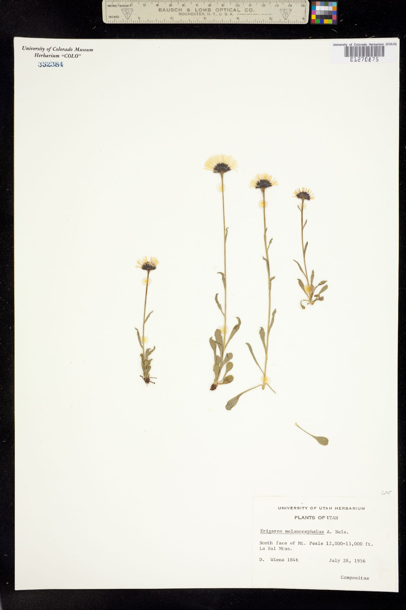 Erigeron melanocephalus image