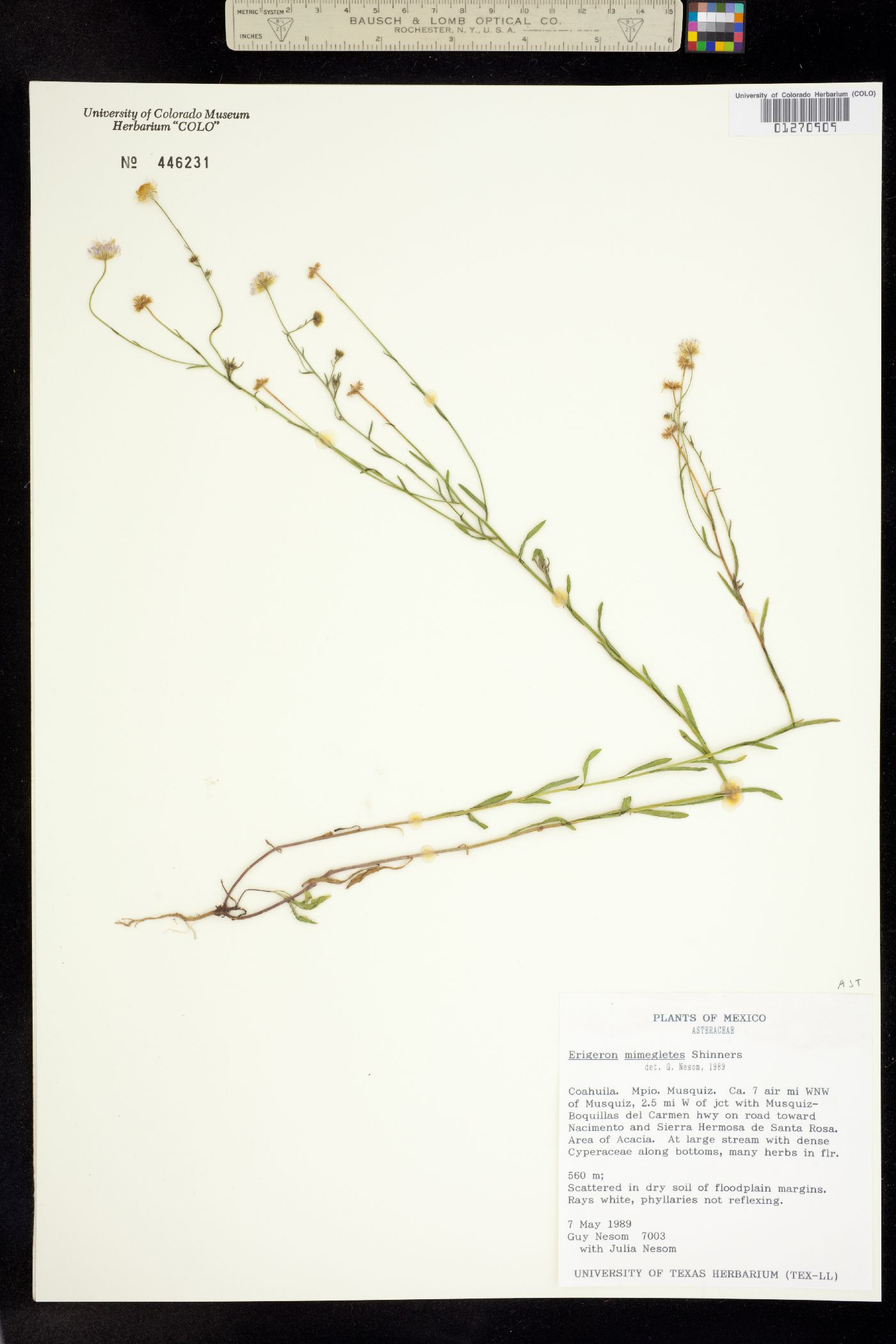 Erigeron versicolor image