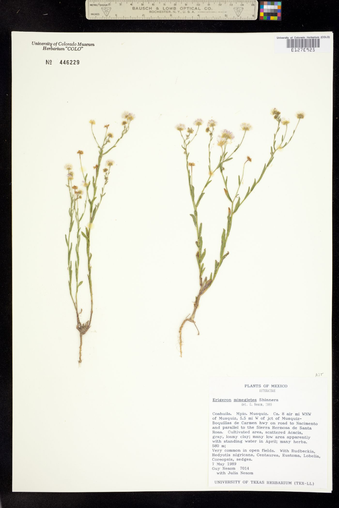 Erigeron versicolor image